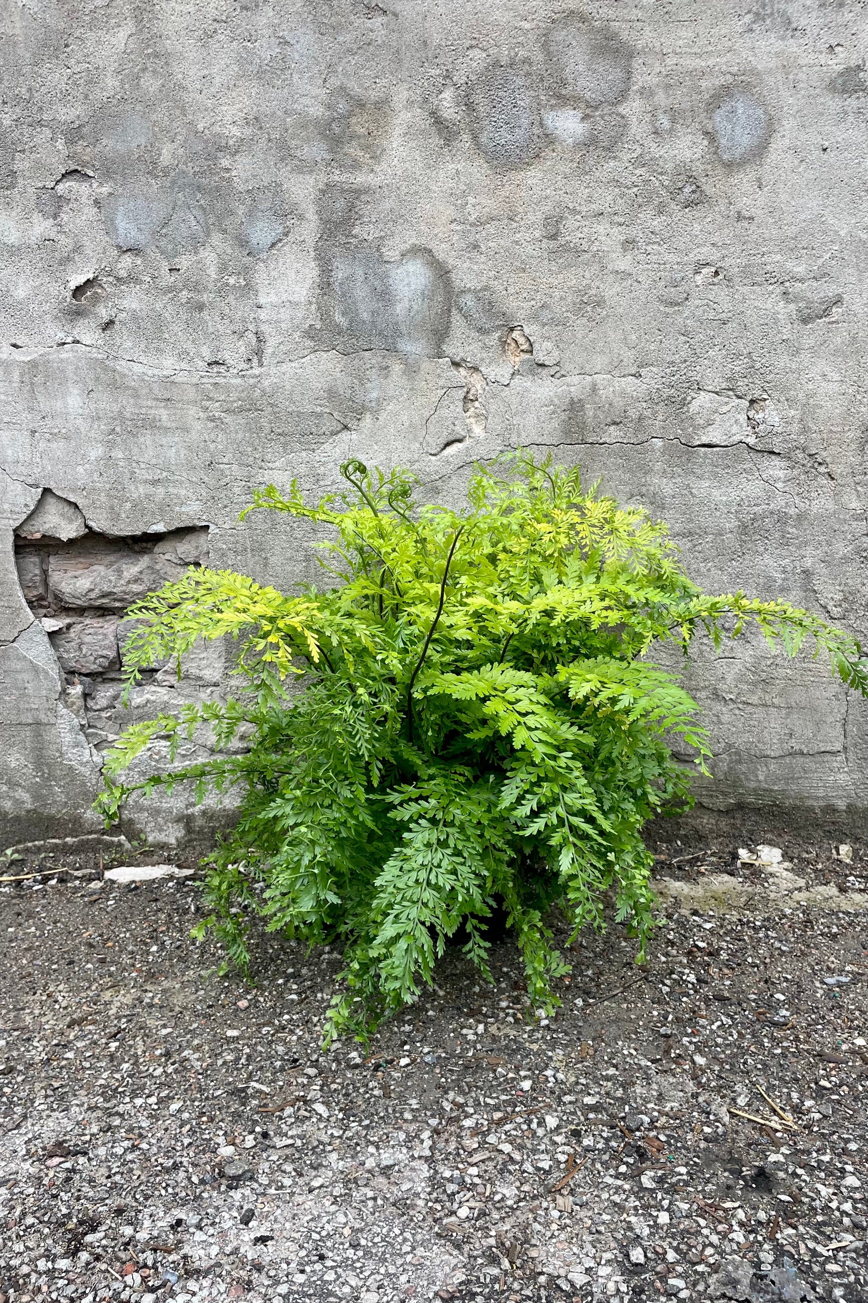 Asplenium bulbiferum "Mother Fern" 6" growers pot with lush green leaves against a grey wall ©Sprout Home