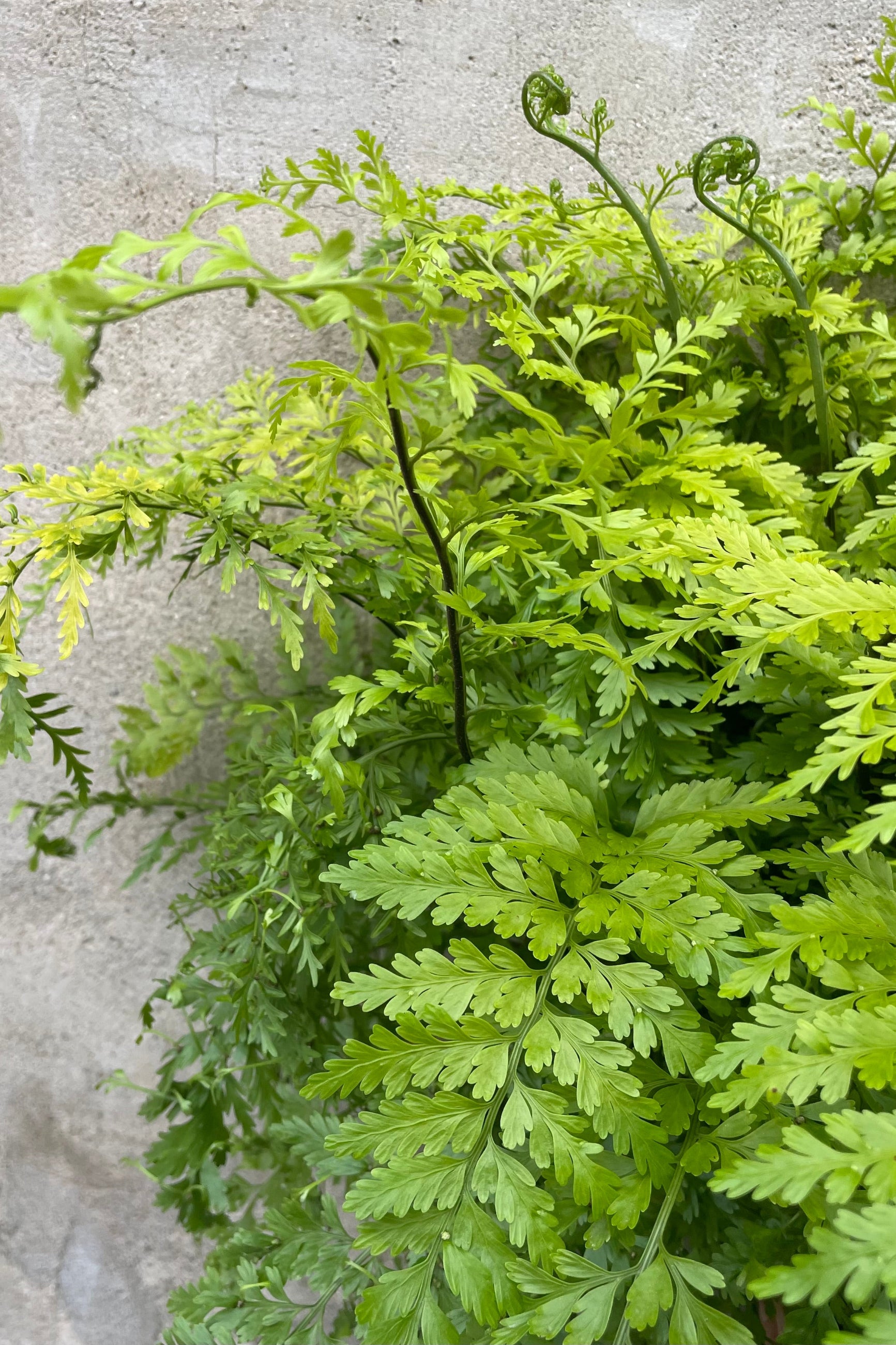Asplenium bulbiferum "Mother Fern" 6" detail of lush green leaves against a grey wall ©Sprout Home