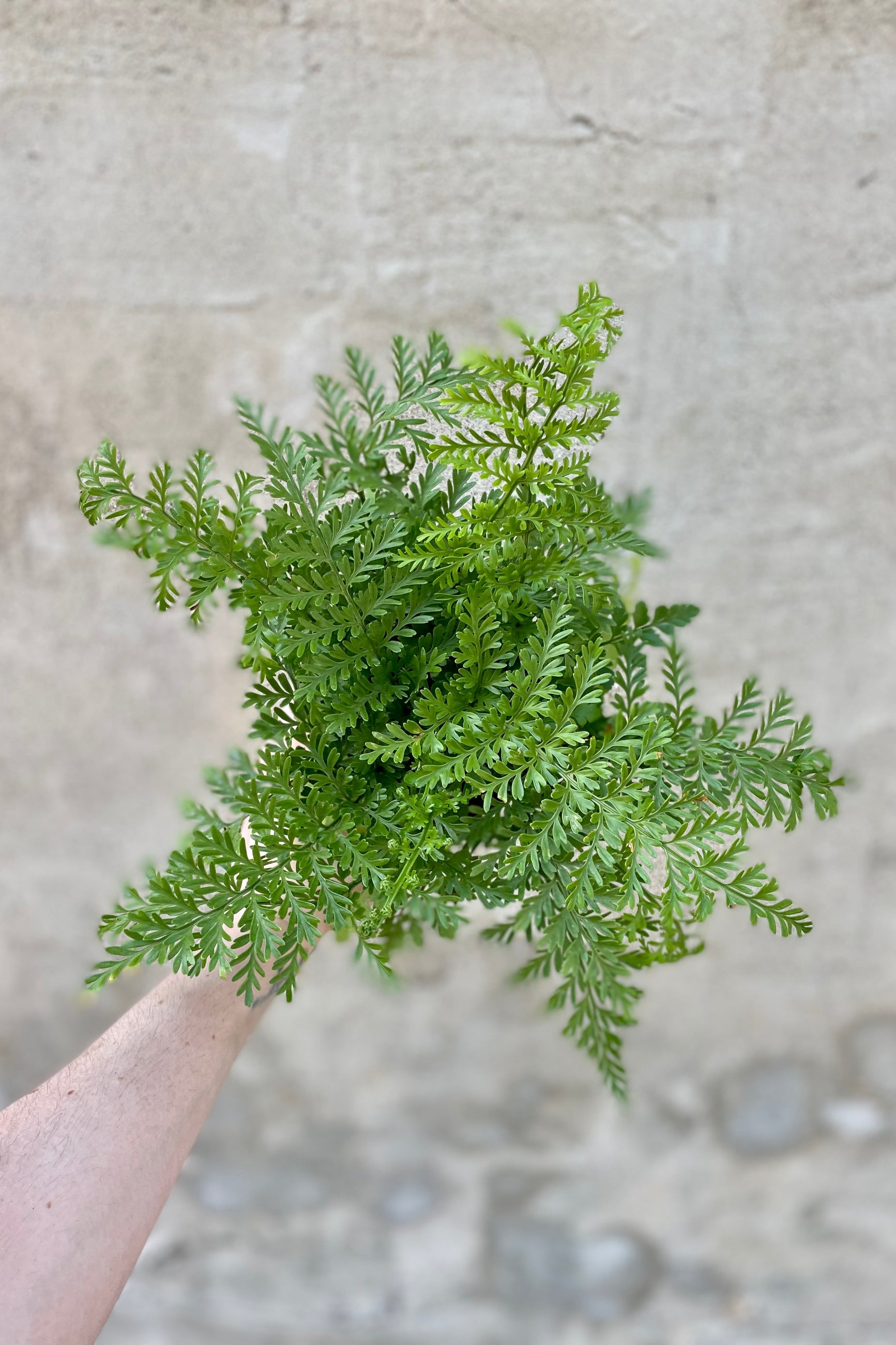 Detail of Asplenium 'Austral Gem' fern in a 4 inch growers pot against a grey wall. ©Sprout Home