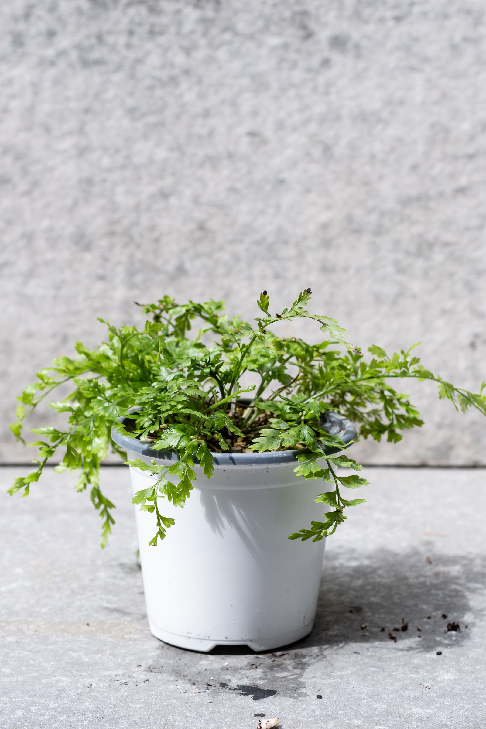 Mother Fern in a 4" growers pot against a gray background ©Sprout Home