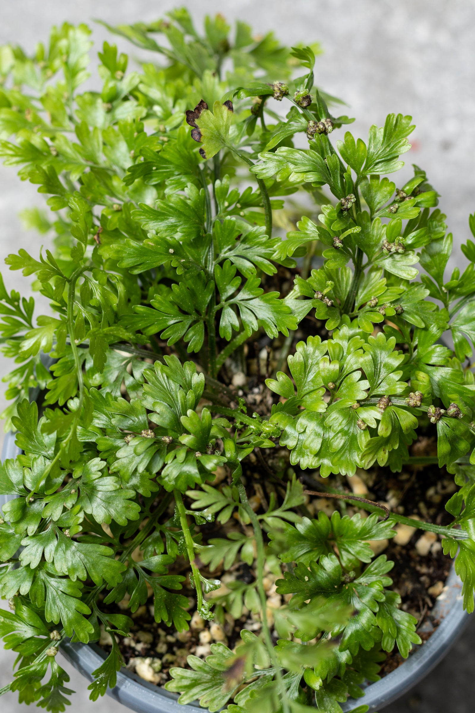 A potted Asplenium bulbiferum 'Mother Fern' with green lacy leaves, placed on a surface with part shade to shade lighting conditions. ©Sprout Home