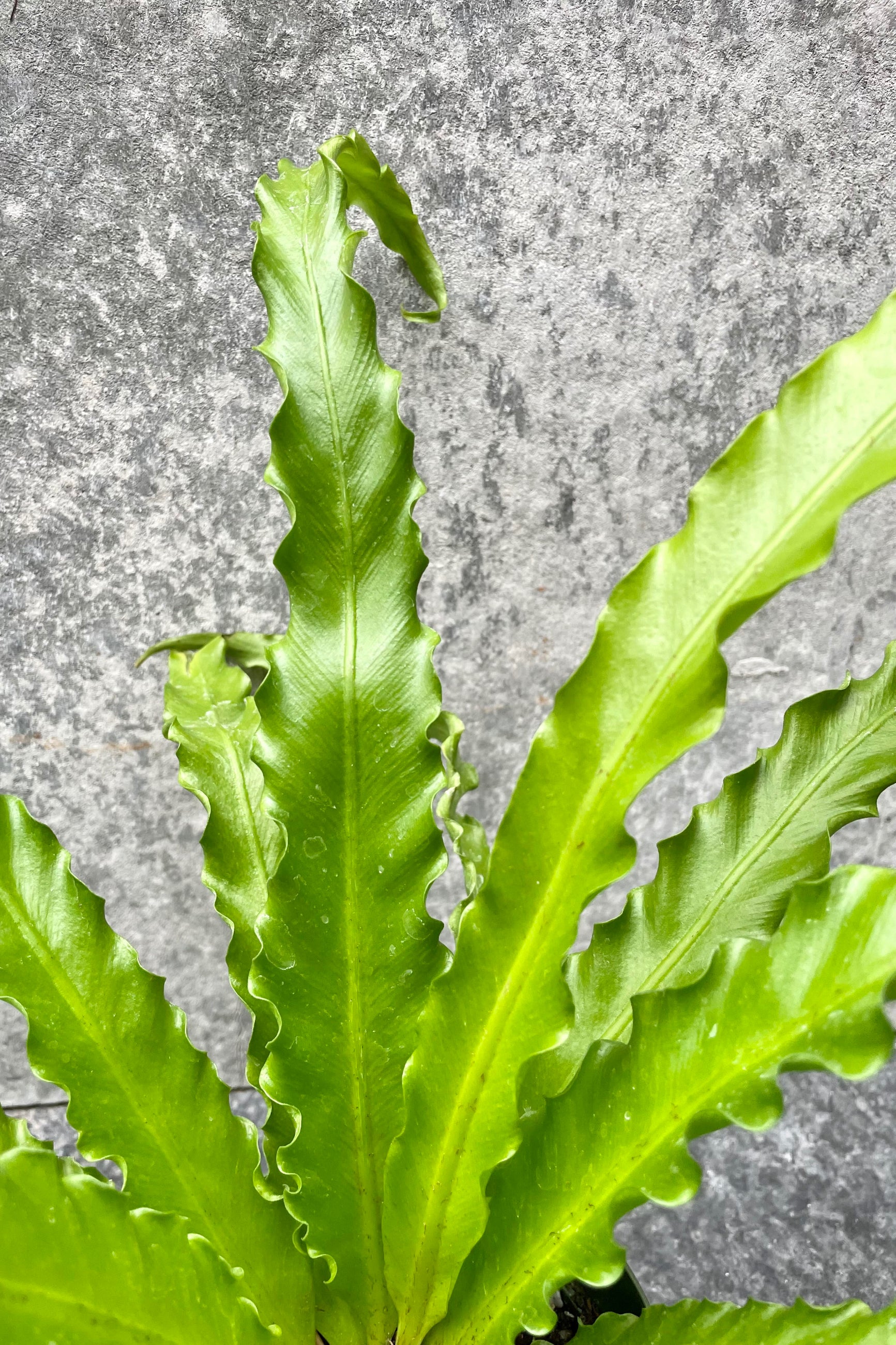 A detailed look at the Asplenium antiquum 'Victoria' ©Sprout Home