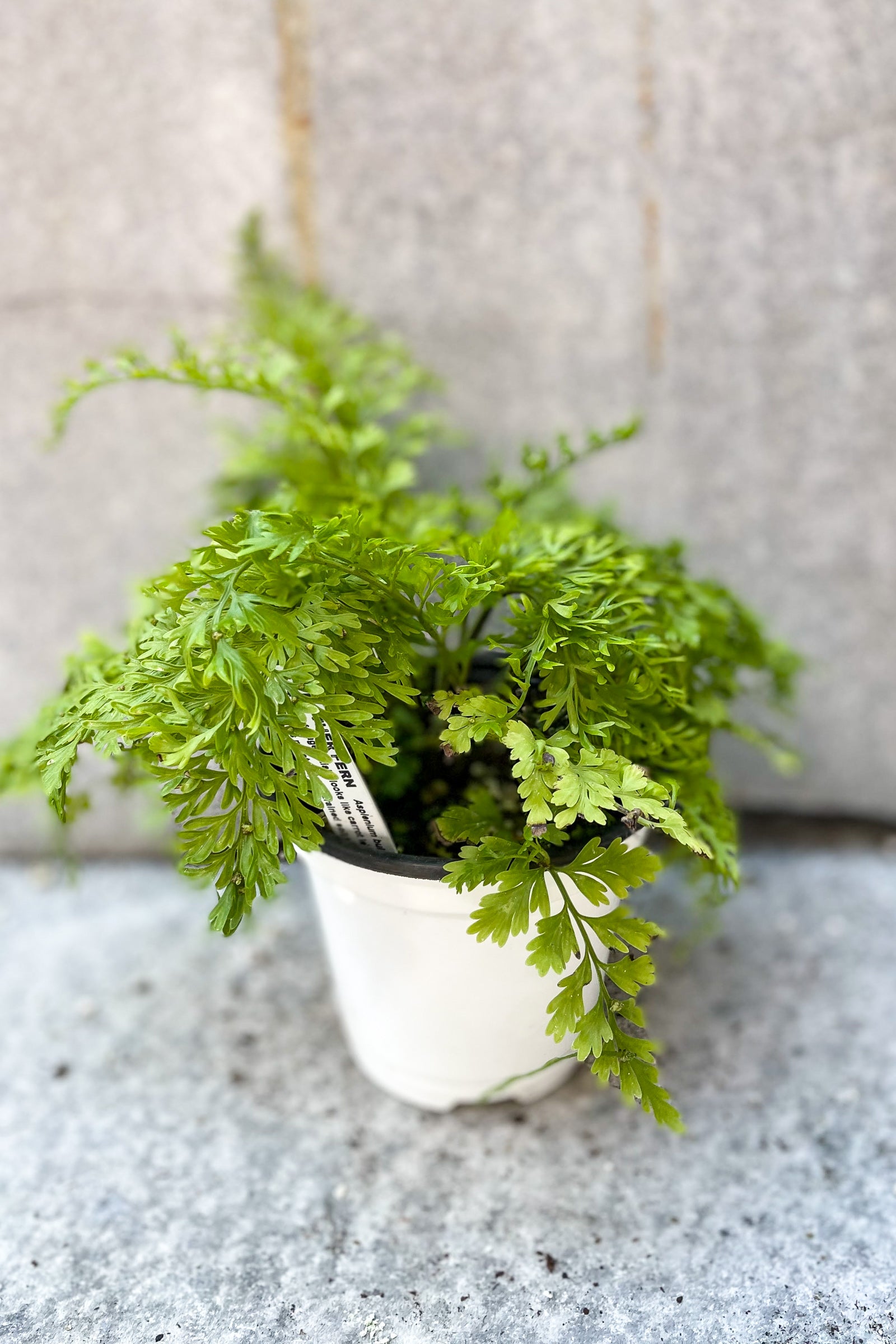 Asplenium bulbiferum "Mother Fern" 4" in front of grey background ©Sprout Home