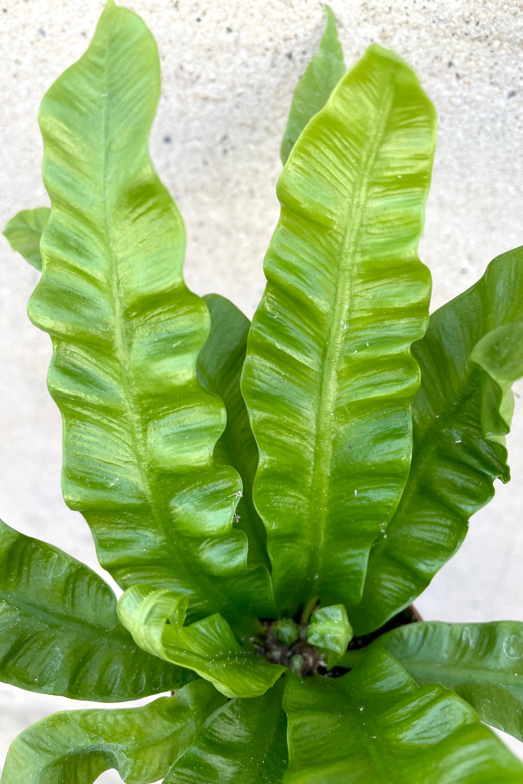 A detailed view of Asplenium nidus 'Crispy Wave' 2.5" against a concrete backdrop ©Sprout Home