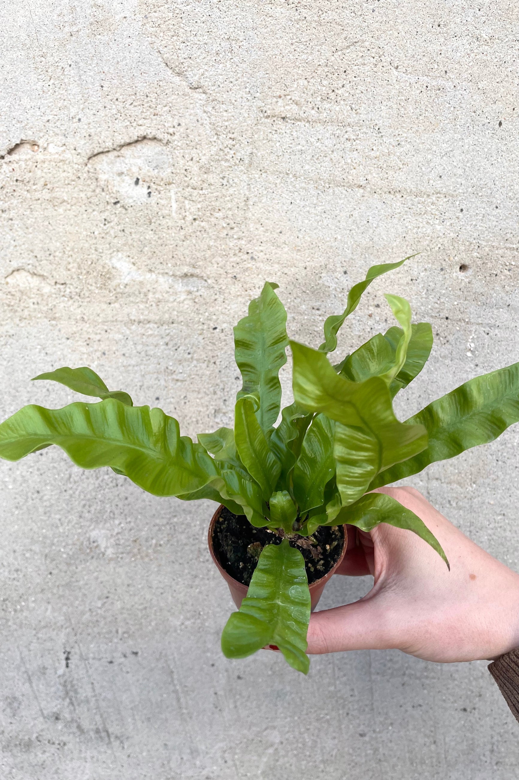 A hand holds Asplenium nidus 'Crispy Wave' 2.5" against a concrete backdrop ©Sprout Home