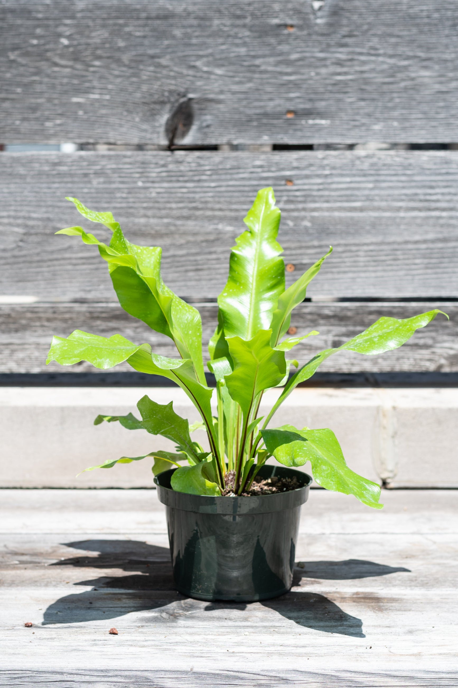 Asplenium nidus "Bird's Nest Fern" in front of grey wood background ©Sprout Home