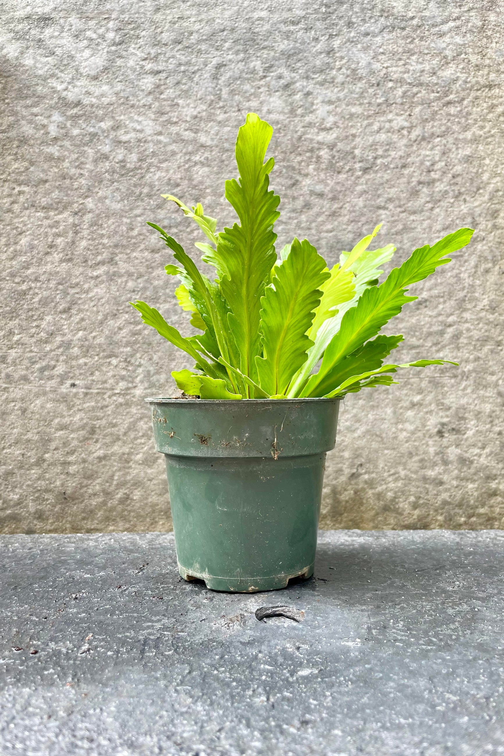 The Asplenium nidus 'Champion' sits pretty in its 4 inch container against a grey backdrop. ©Sprout Home