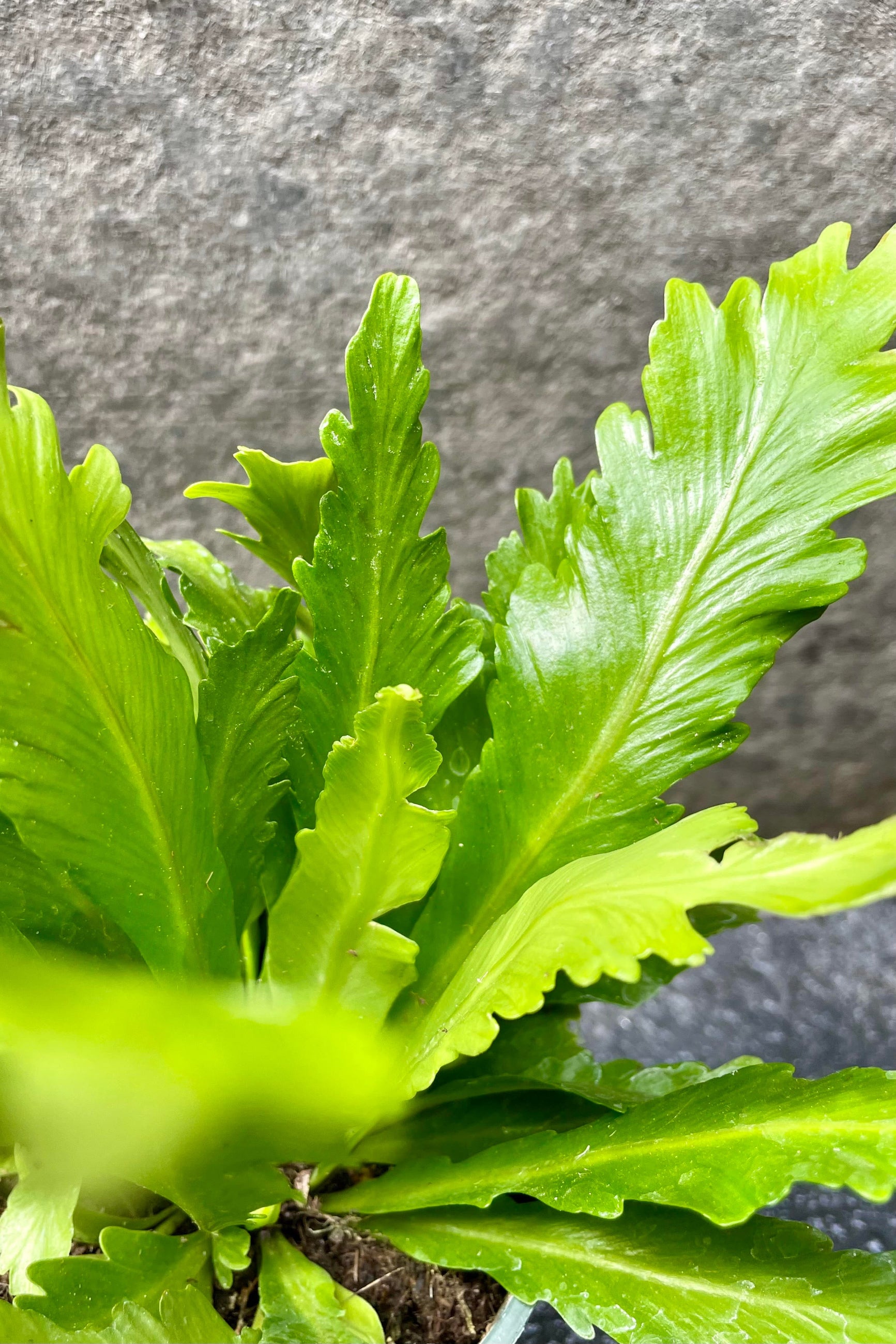 aspenium leslie birds nest fern Asplenium nidus 'Champion' 4"