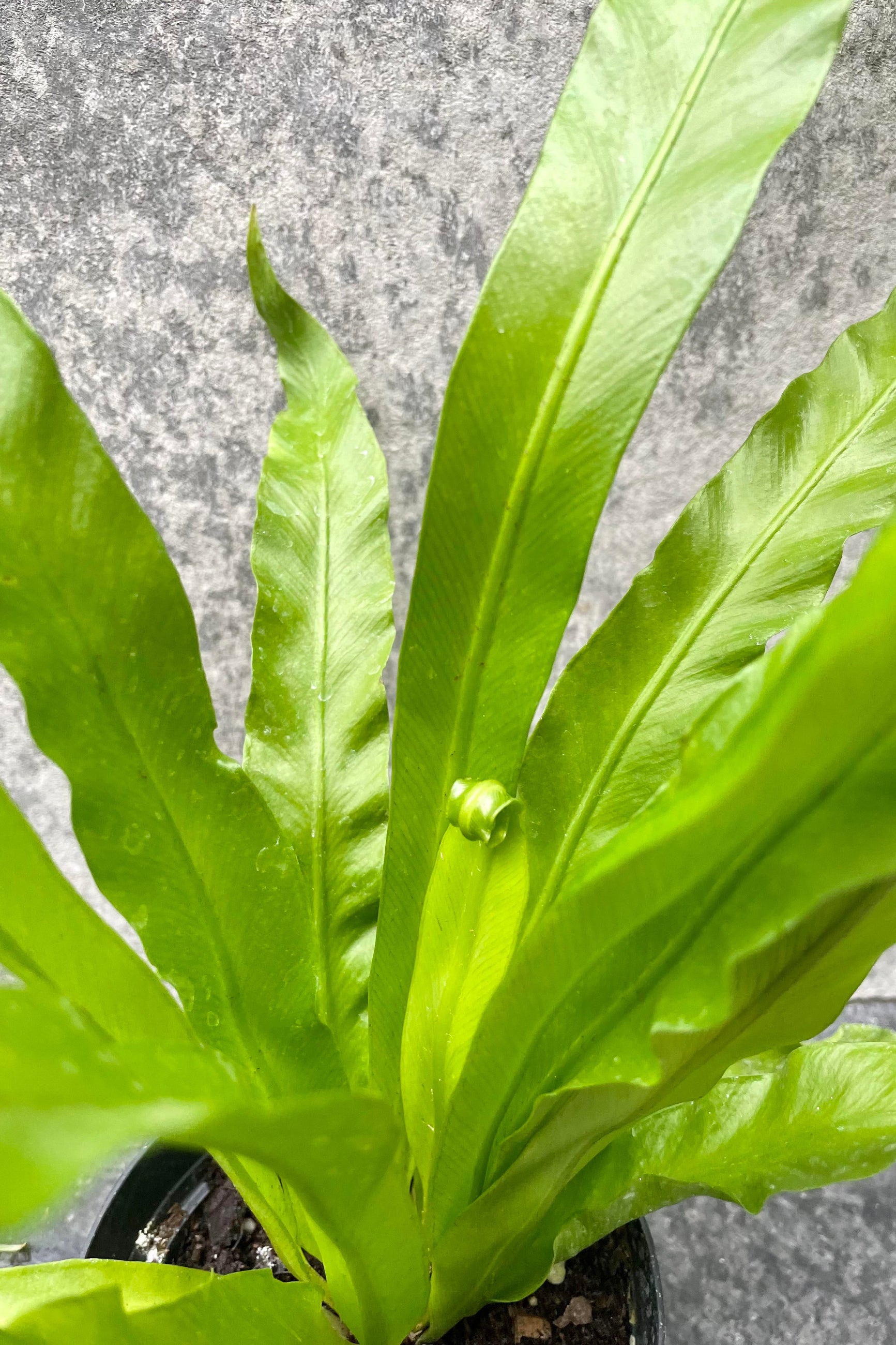 bird's nest fern light Asplenium nidus 'Japanese' "Bird's Nest Fern" 4"