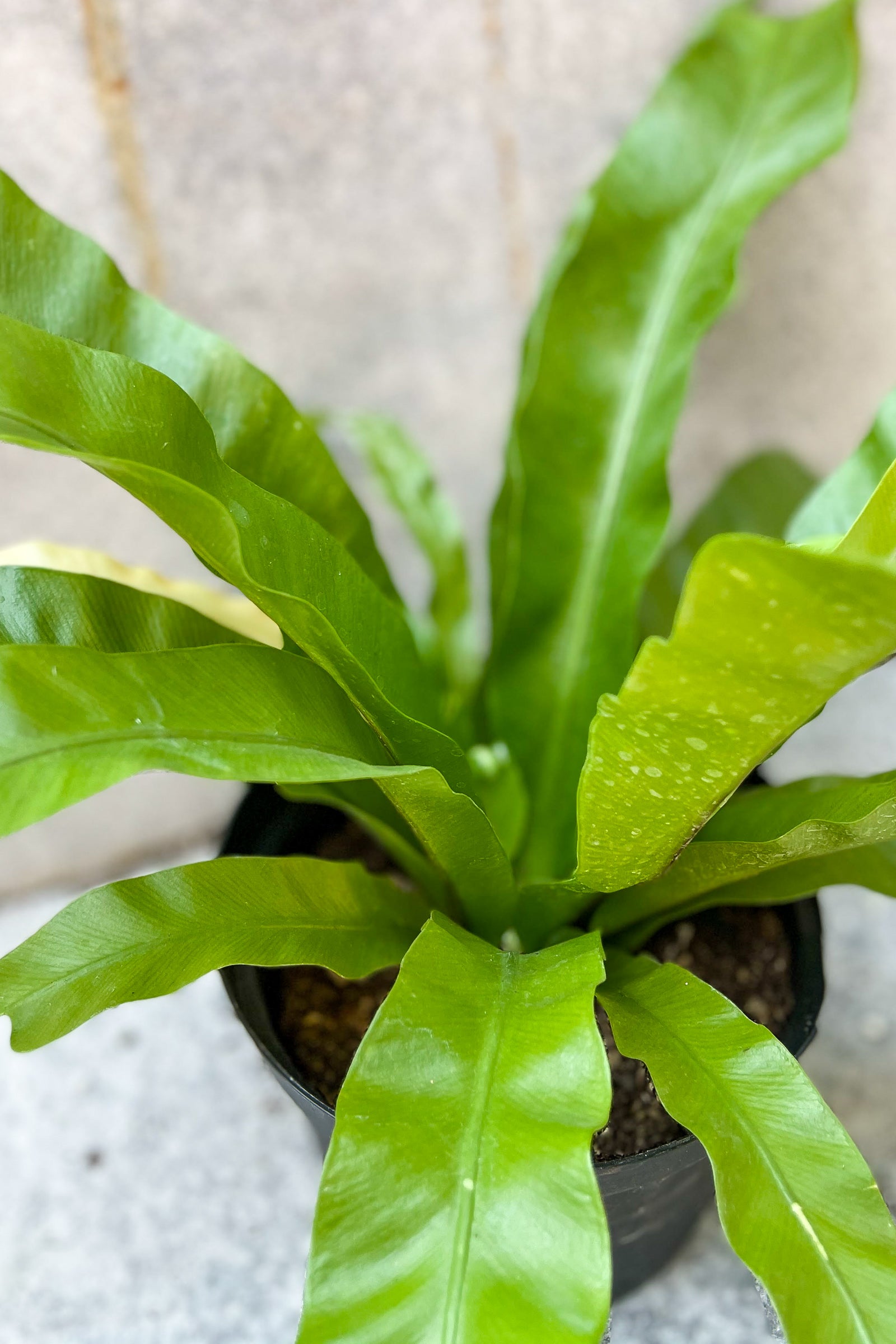 Close up of Asplenium nidus "Bird's Nest Fern" 'Japanese' foliage ©Sprout Home