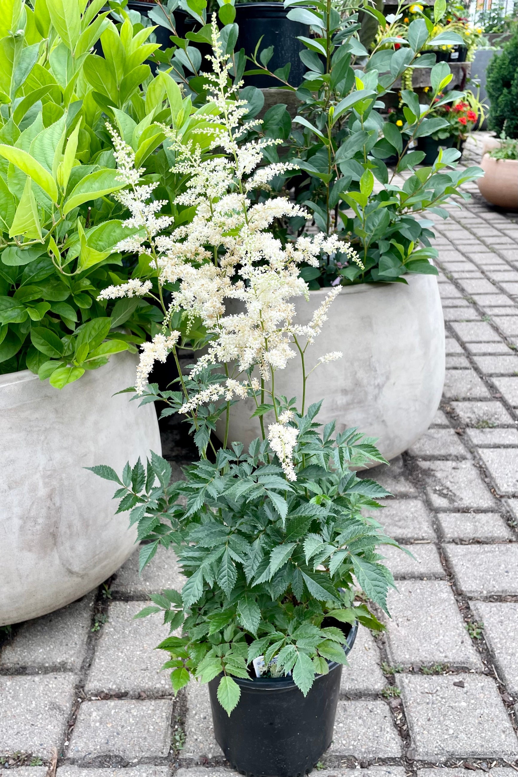 #1 pot size of the Astilbe 'Bridal Veil' in bloom the beginning of July showing the creamy white flowers above its dark green textured foliage with decorative pots and other plants in the background at Sprout Home. ©Sprout Home