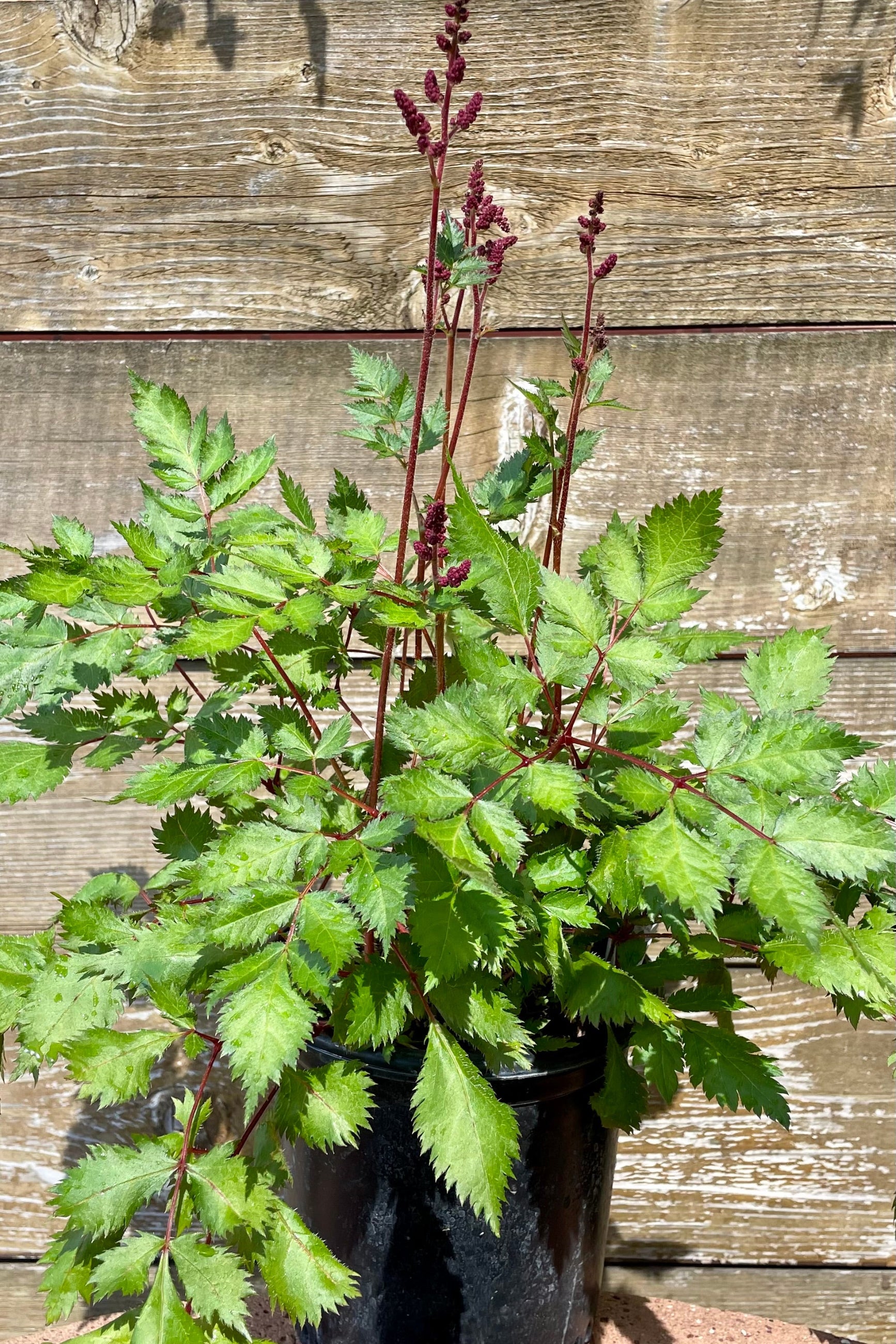 #1 container of Astilbe 'Vision in Red' in mid June showing bud and bloom against a cedar fence at Sprout Home.©Sprout Home