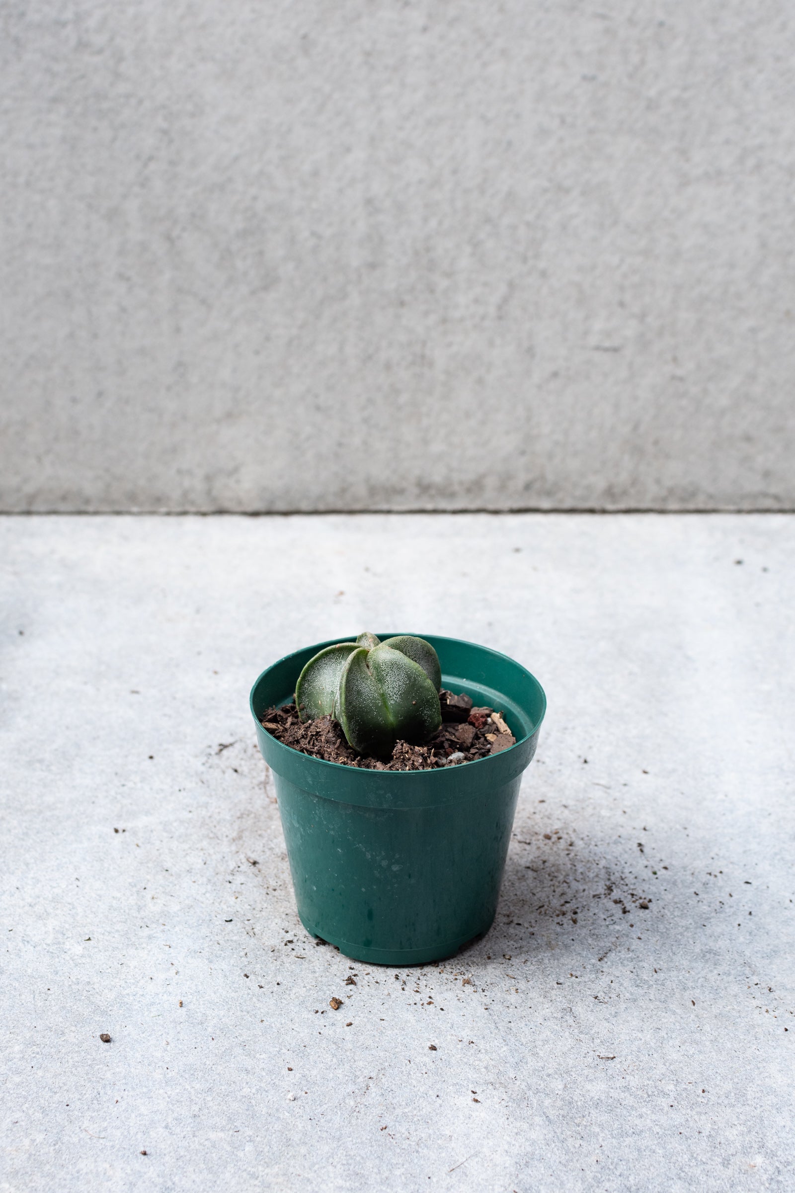 Astrophytum myriostigma in a 4" growers pot.
