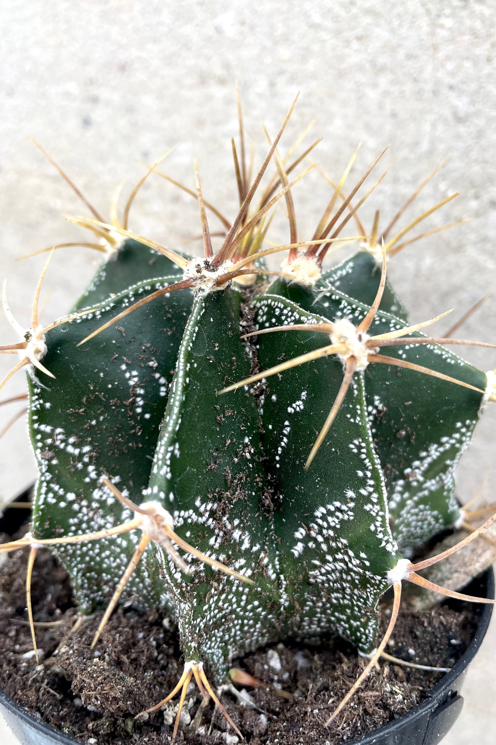 A detailed view of Astrophytum ornatum "Star Cactus" 3" against concrete backdrop ©Sprout Home