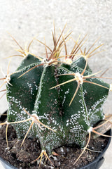 A detailed view of Astrophytum ornatum "Star Cactus" 3" against concrete backdrop
