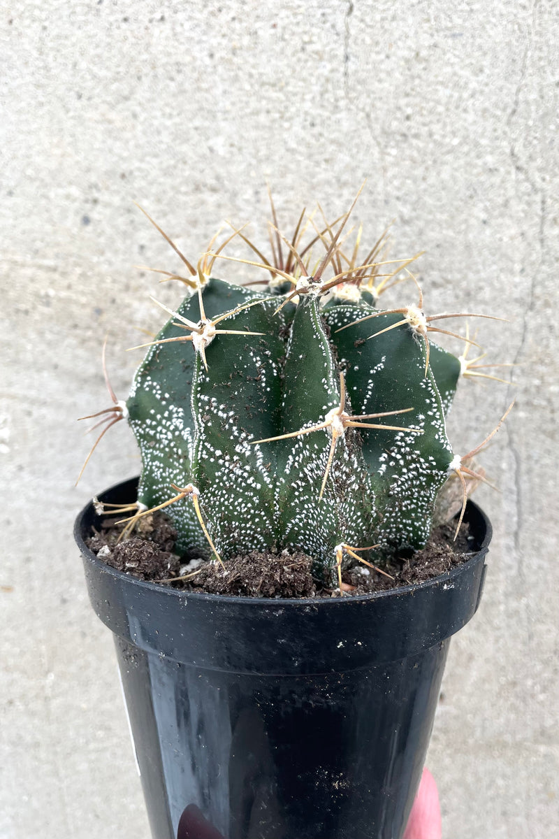 A hand holds Astrophytum ornatum "Star Cactus" 3" against concrete backdrop