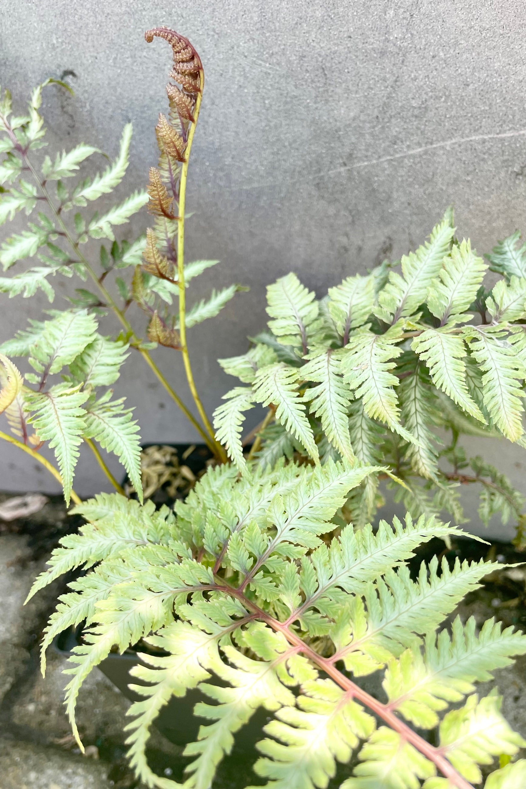 Japanese Painted fern up close showing the light grey with green and red stems and foliage against a grey background end of June at Sprout Home.©Sprout Home
