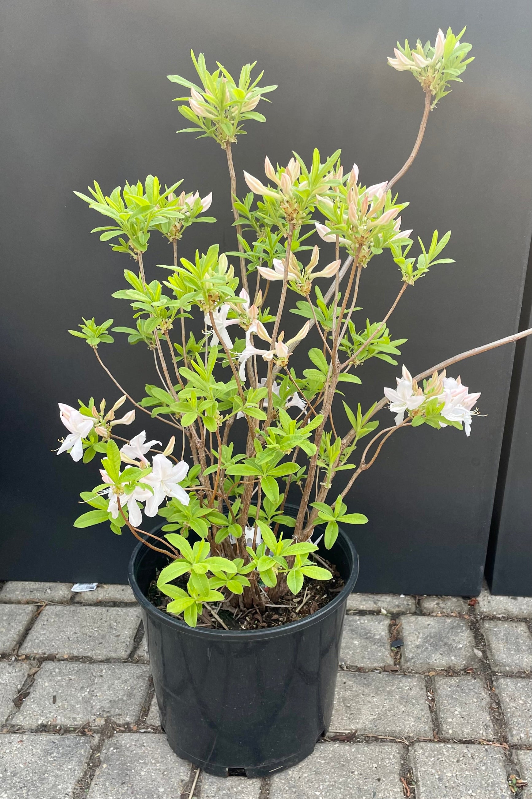 The Azalea 'White Lights' in a #3 growers pot, detail picture showing the white buds about to bloom , and some open, against a black wall at Sprout Home. ©Sprout Home
