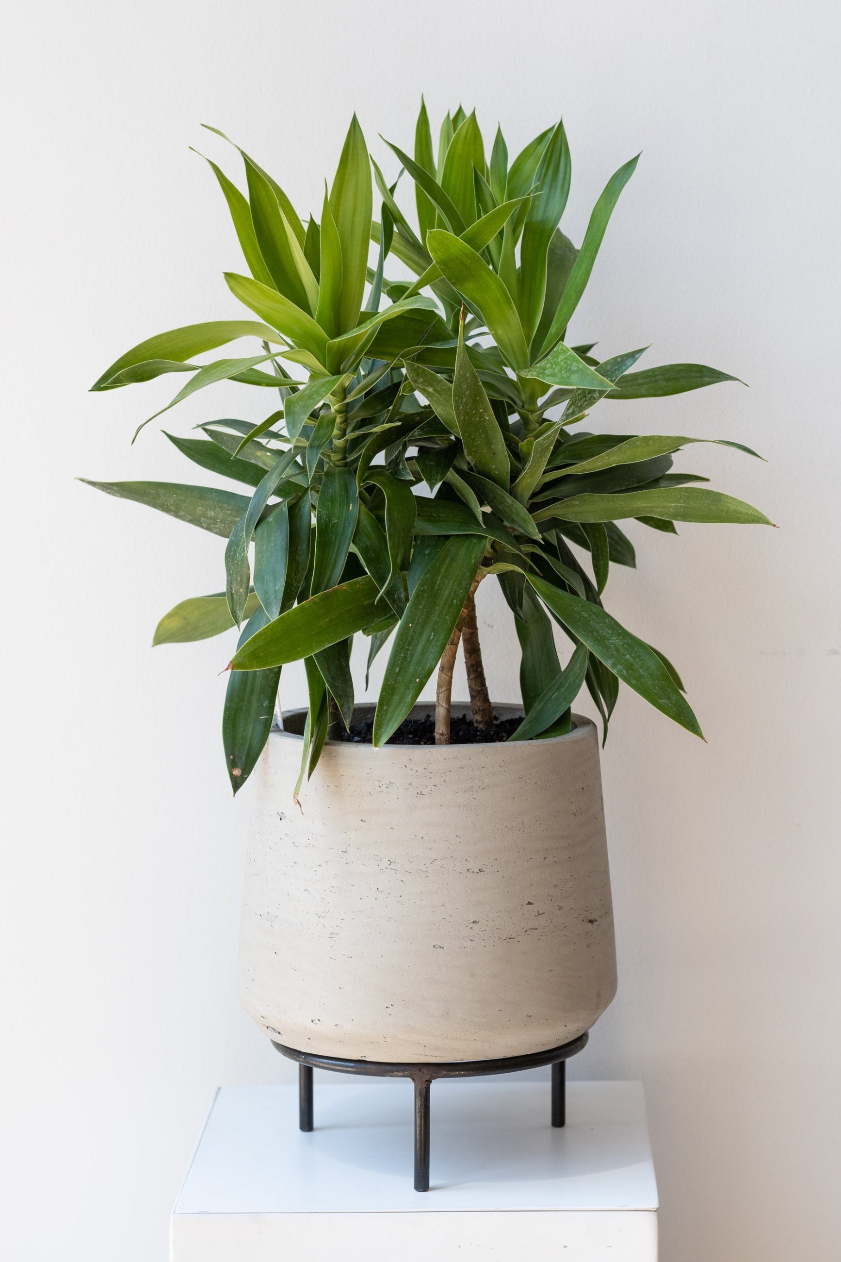 Dracaena in concrete pot sits on 6 inch iron metal tripod pot stand on a white surface in a white room ©Sprout Home