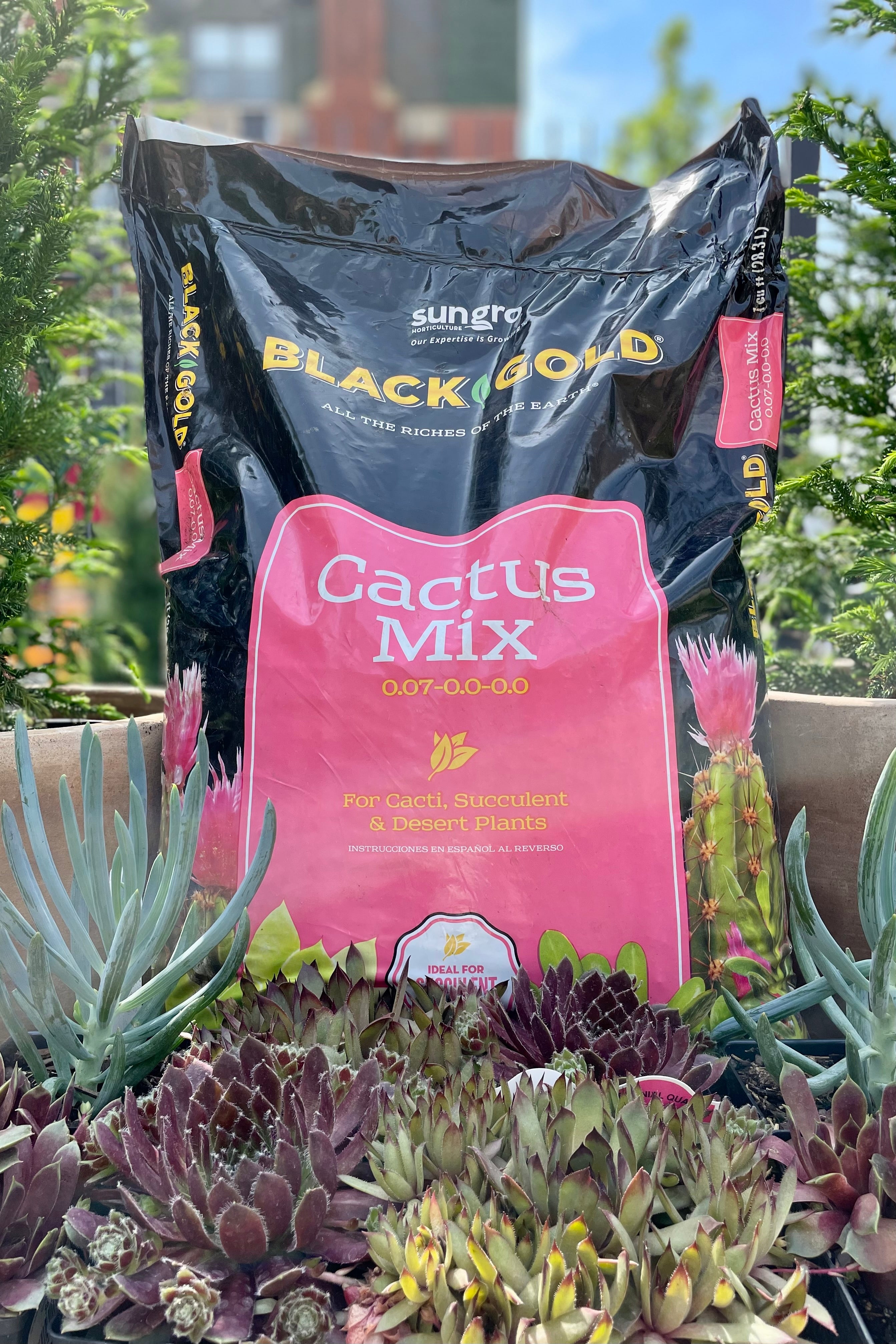 Black Gold Cactus Mix 1 cubic foot with succulents and cactuses in the sprout home garden
