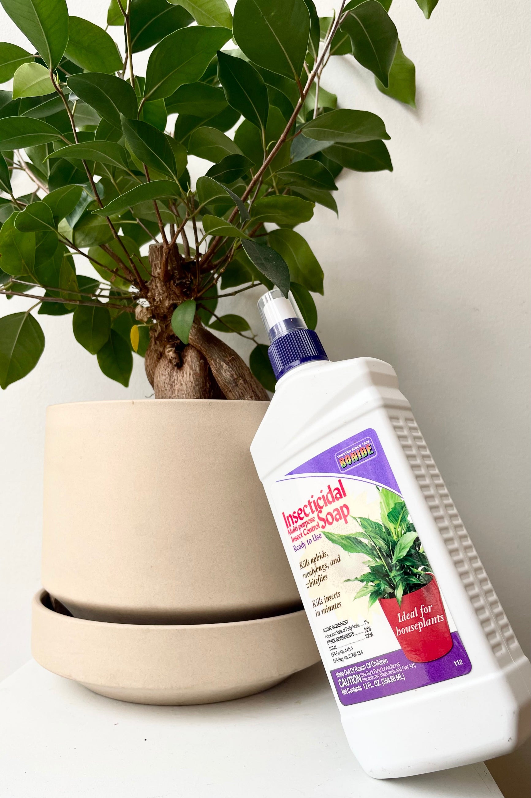 detali of Bonide Insecticidal Soap in a 12oz spray bottle shown against a grey concrete wall. ©Sprout Home