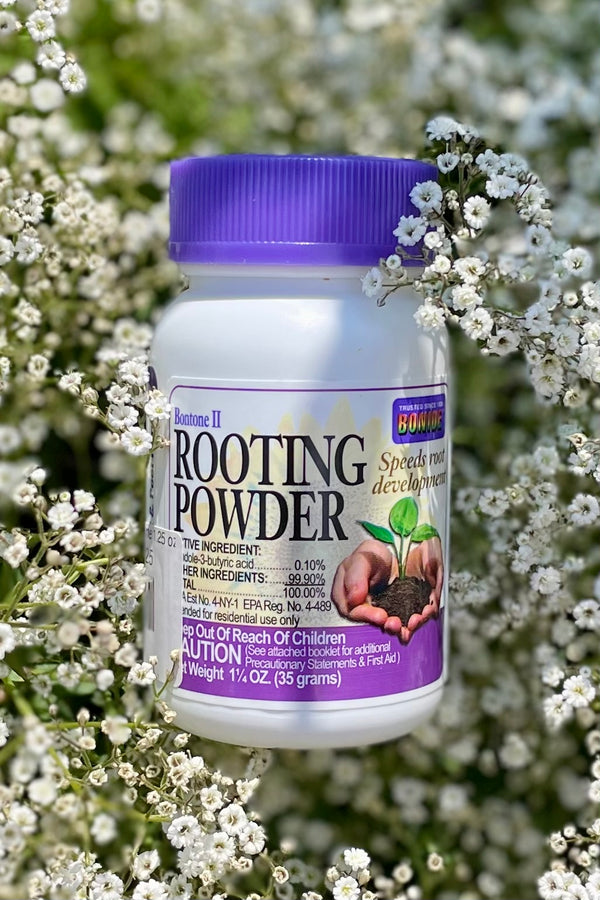 Rooting Hormone bontone 1.25 oz against baby's breath flowers