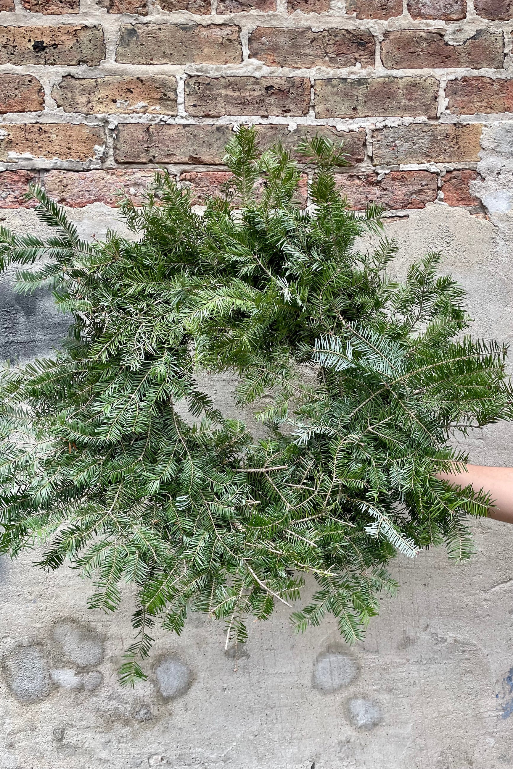 A natural and shaggy balsam fir single sided wreath being held against a gray concrete and brick wall. ©Sprout Home