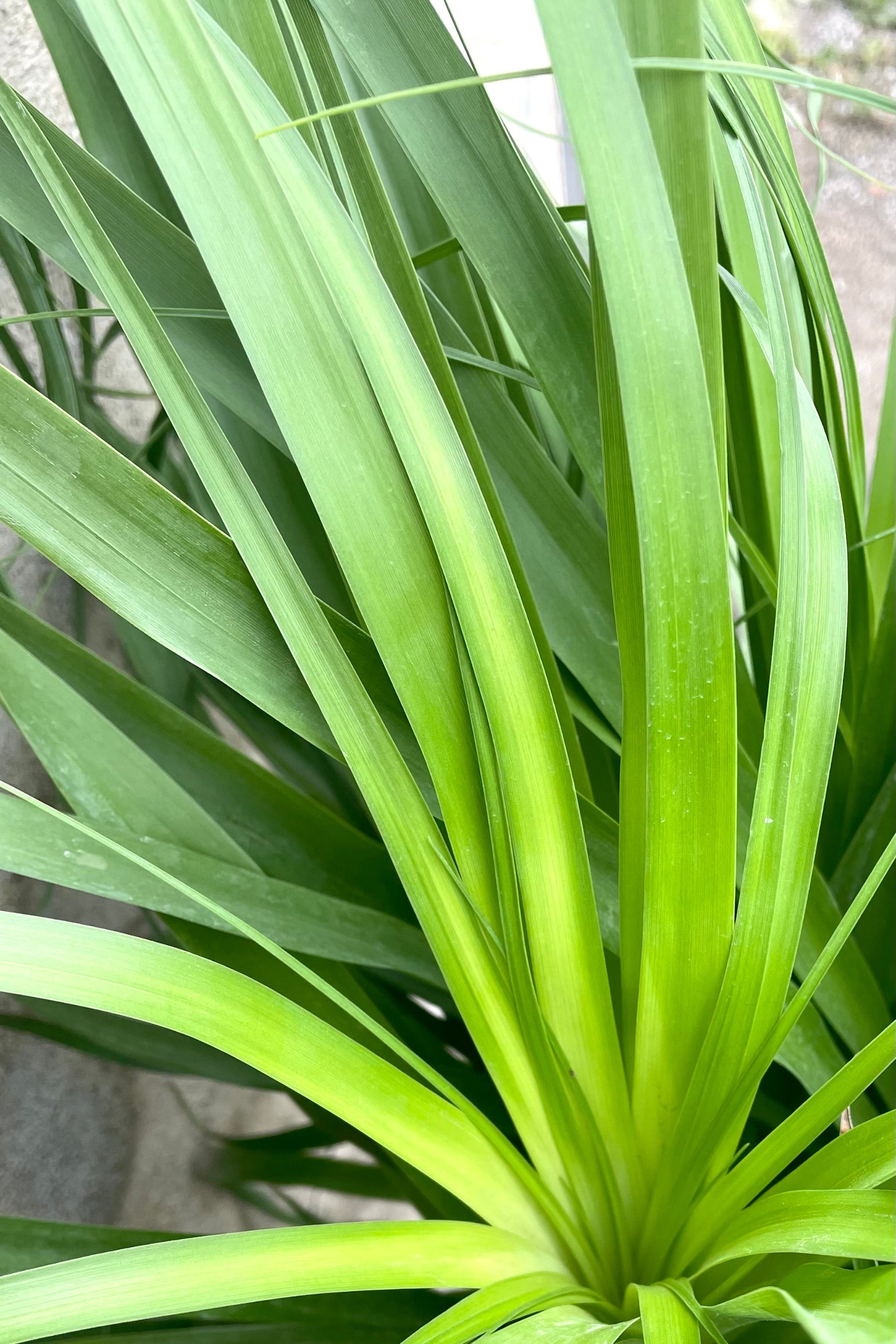 A close-up view of the leaves of the 12" Beaucarnea "Ponytail palm" against a concrete backdrop ©Sprout Home