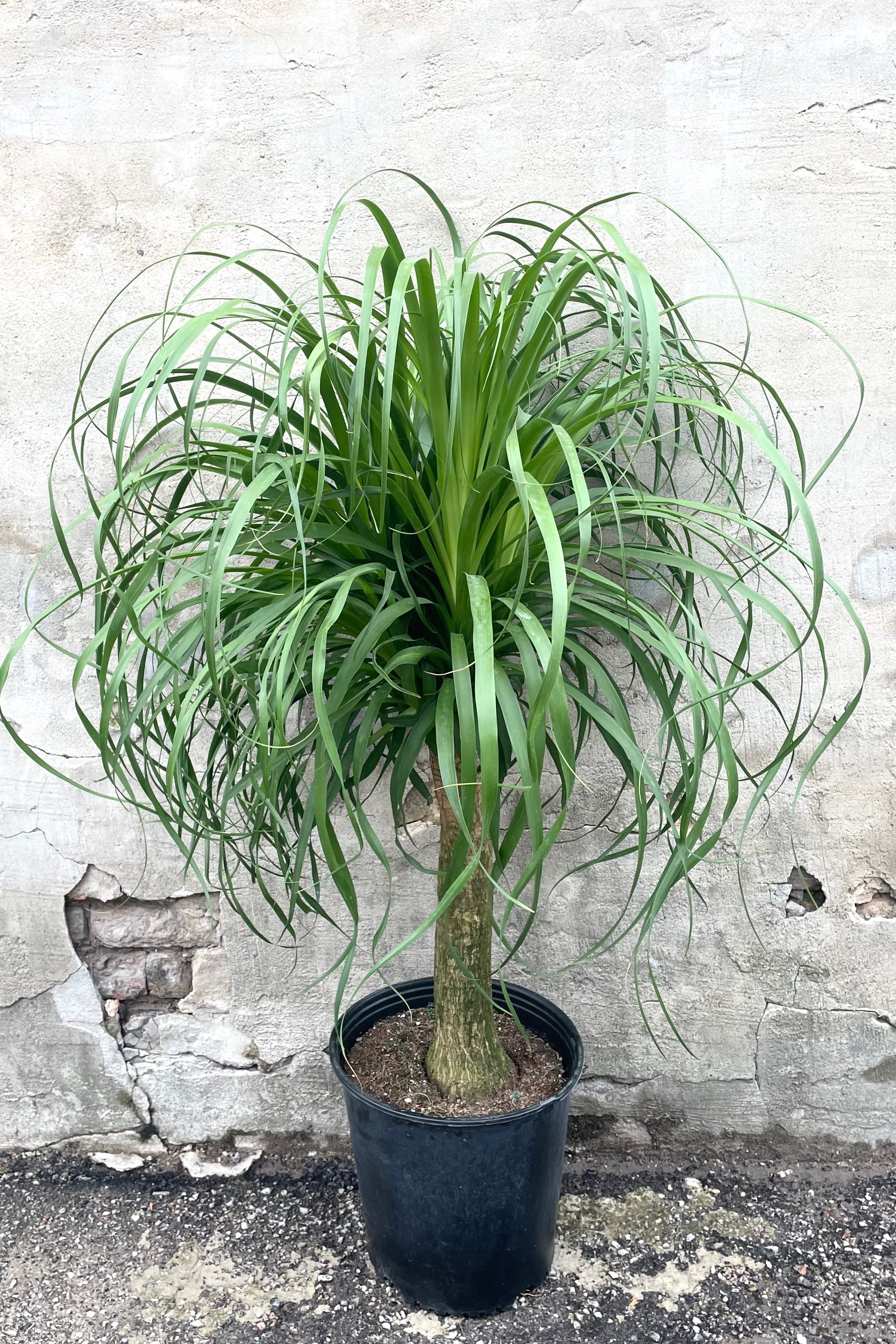 A frontal view of the 12" Beaucarnea "Ponytail palm" in a grow pot against a concrete backdrop