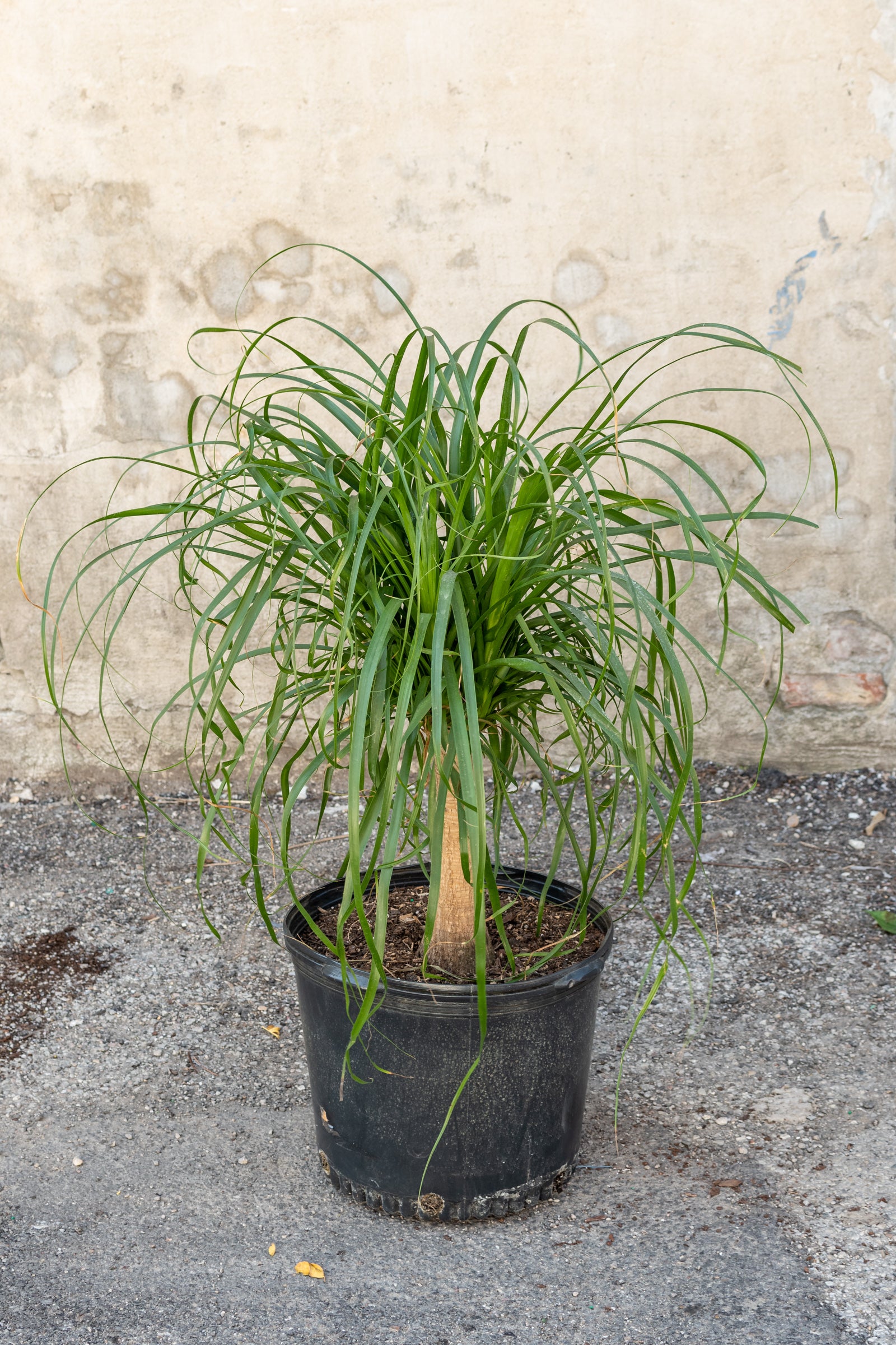 Large Beaucarnea Ponytail Palm in front of concrete wall