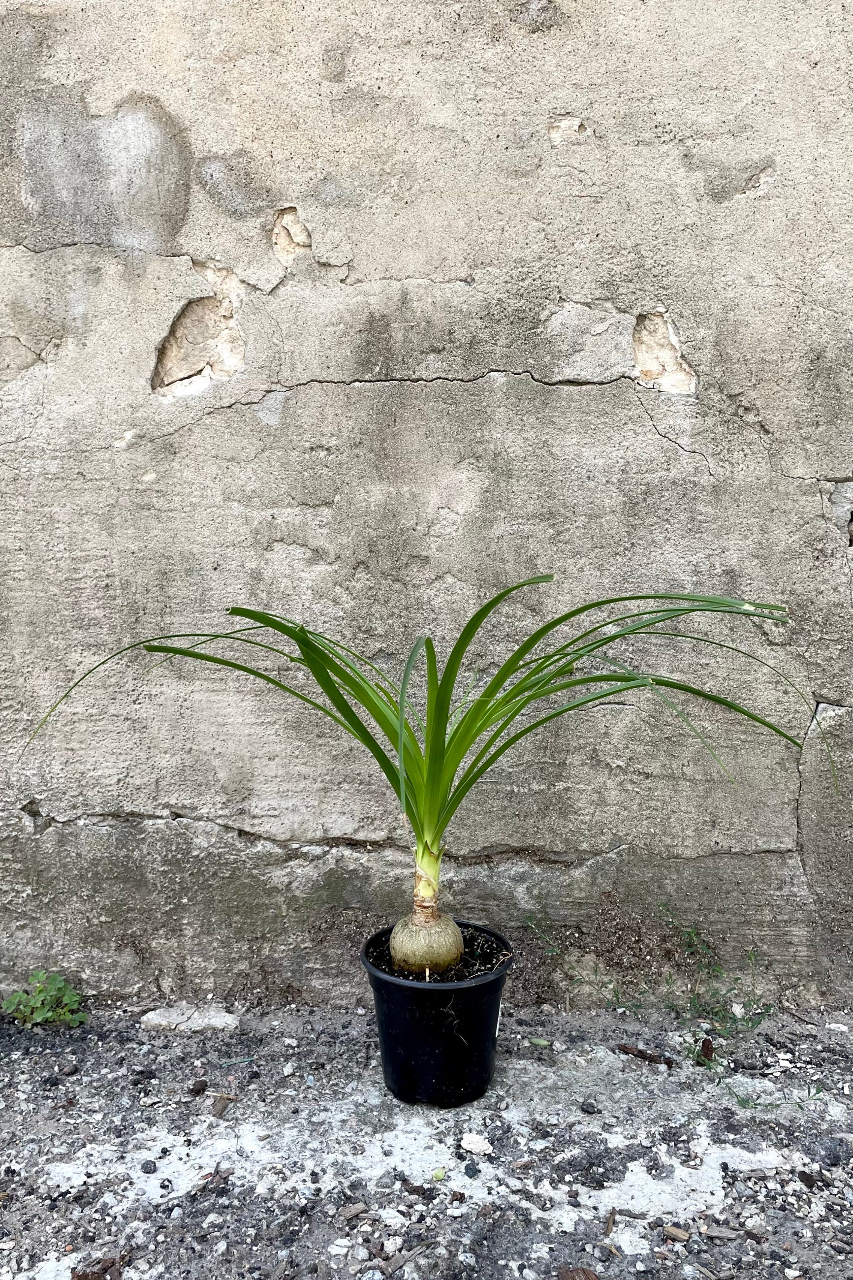 A full-body view of the 4" Beaucarnea "Ponytail Palm" against a concrete backdrop ©Sprout Home