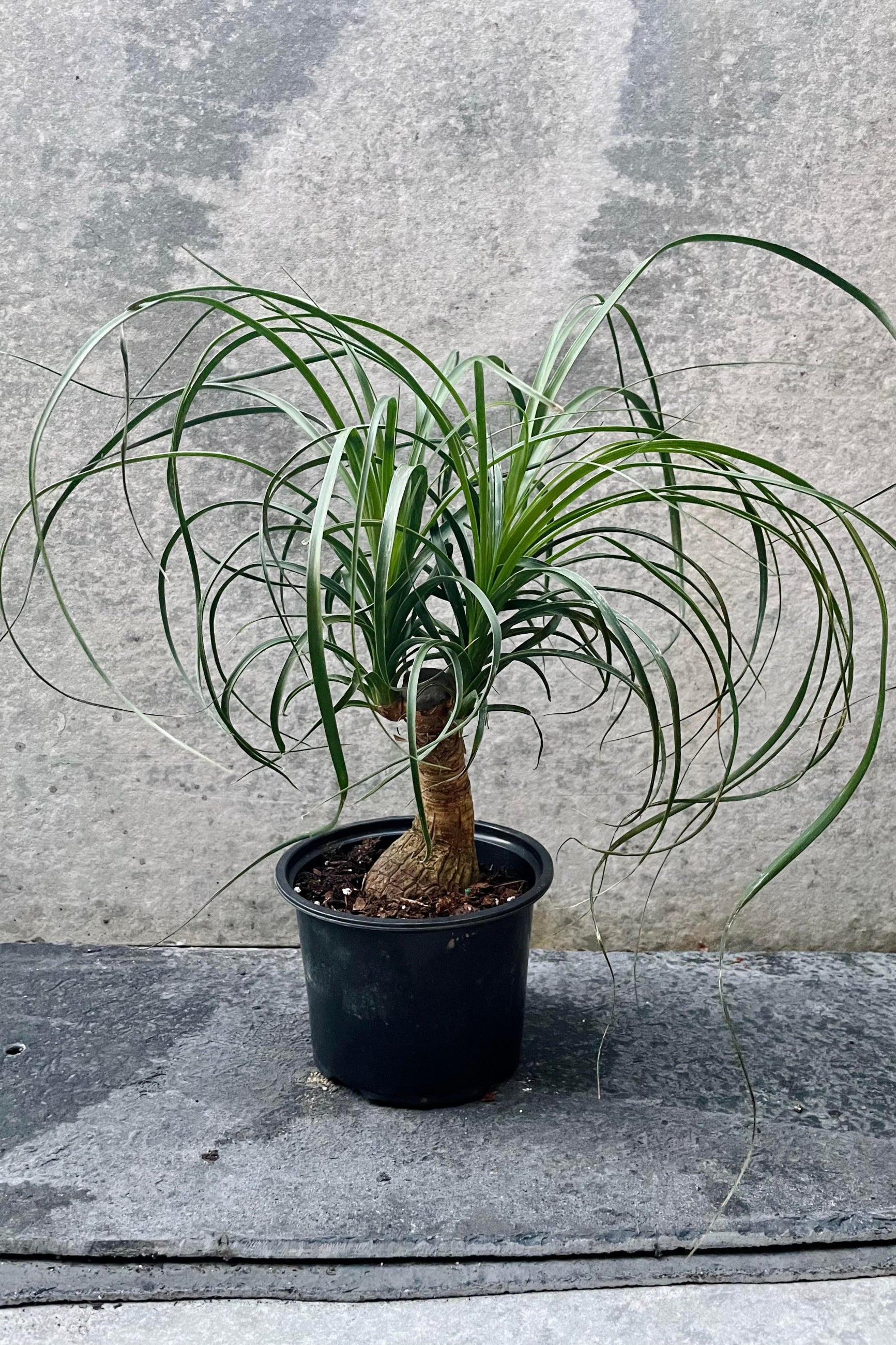The Beaucarnea "Ponytail Palm" 6" sits in its 6 inch growers pot against a grey backdrop. ©Sprout Home