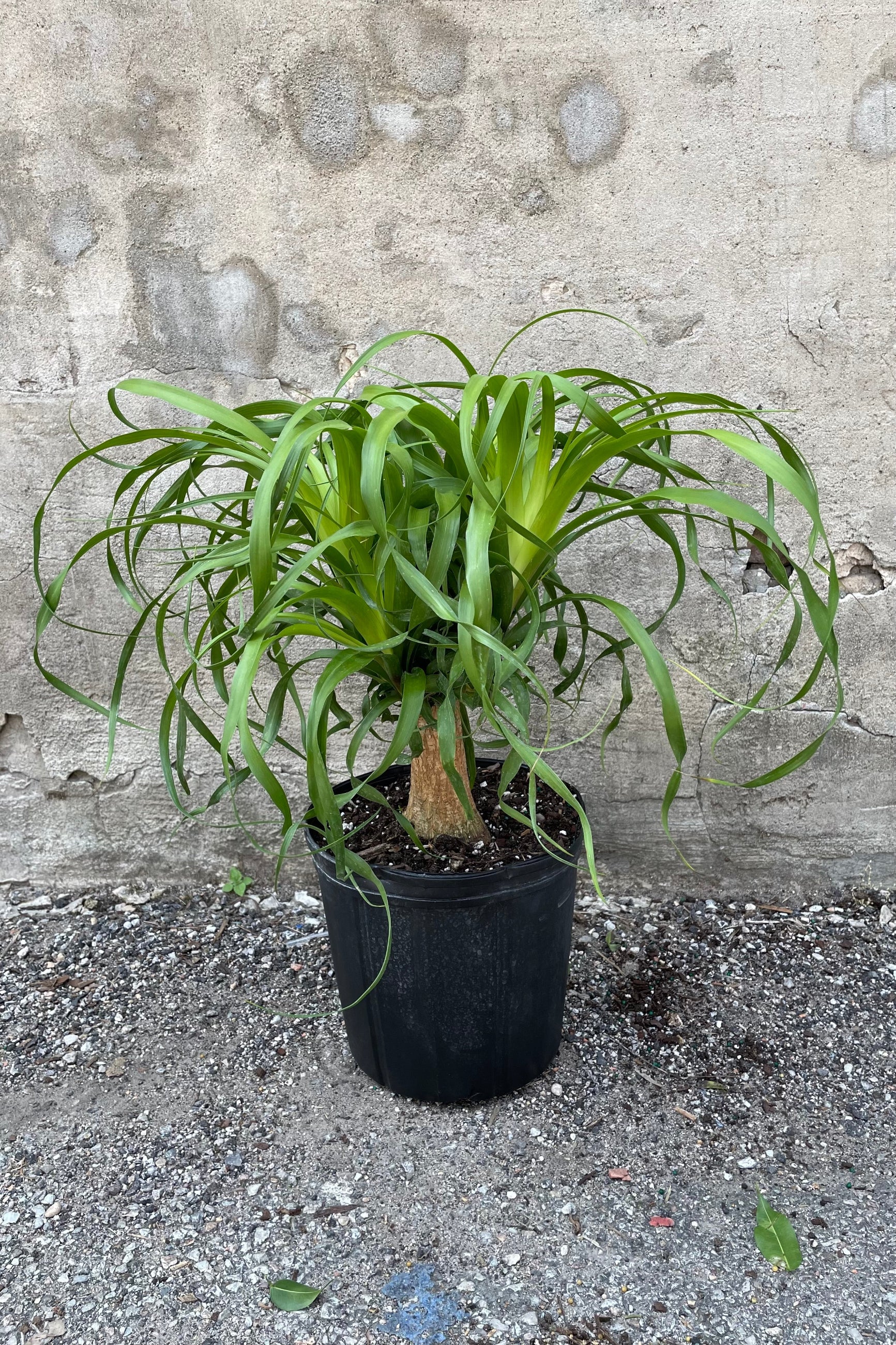 Beaucarnea guatemalensis plant in a 10" growers pot ©Sprout Home