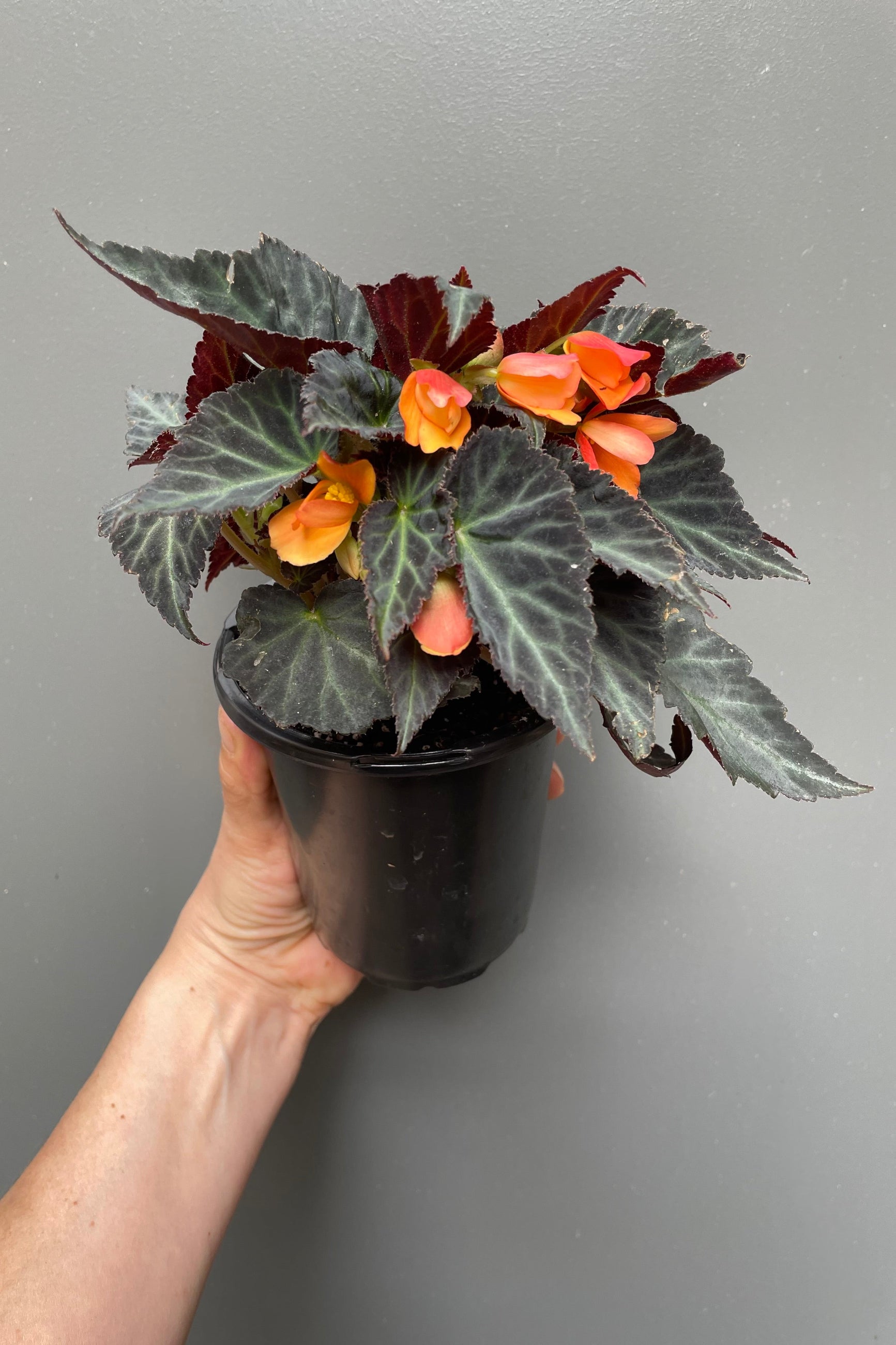 Begonia 'Sparks Will Fly' annual plant in full bloom against a grey wall. ©Sprout Home