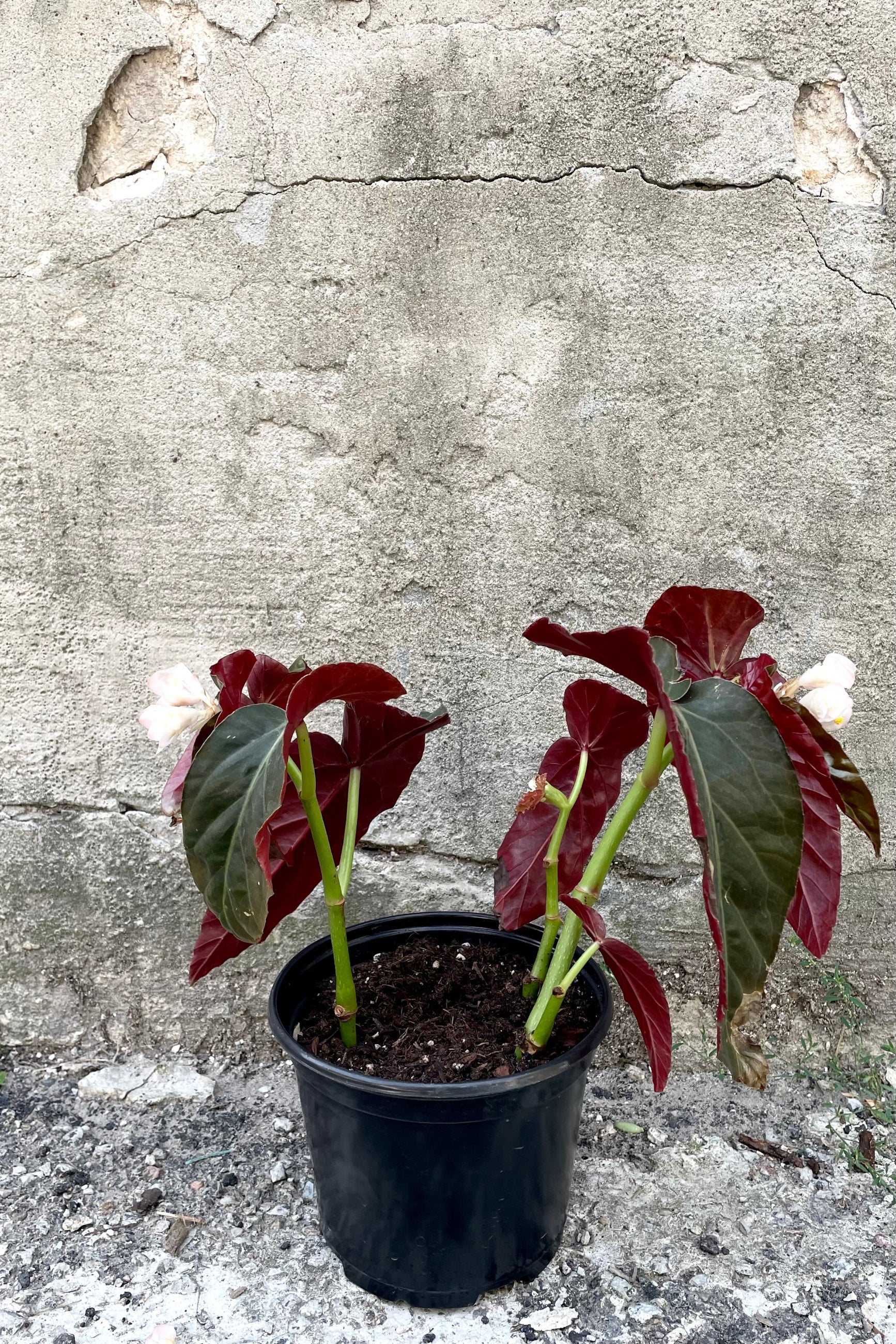 A full-body view of the 6" Begonia 'Angel Wing' against a concrete backdrop ©Sprout Home