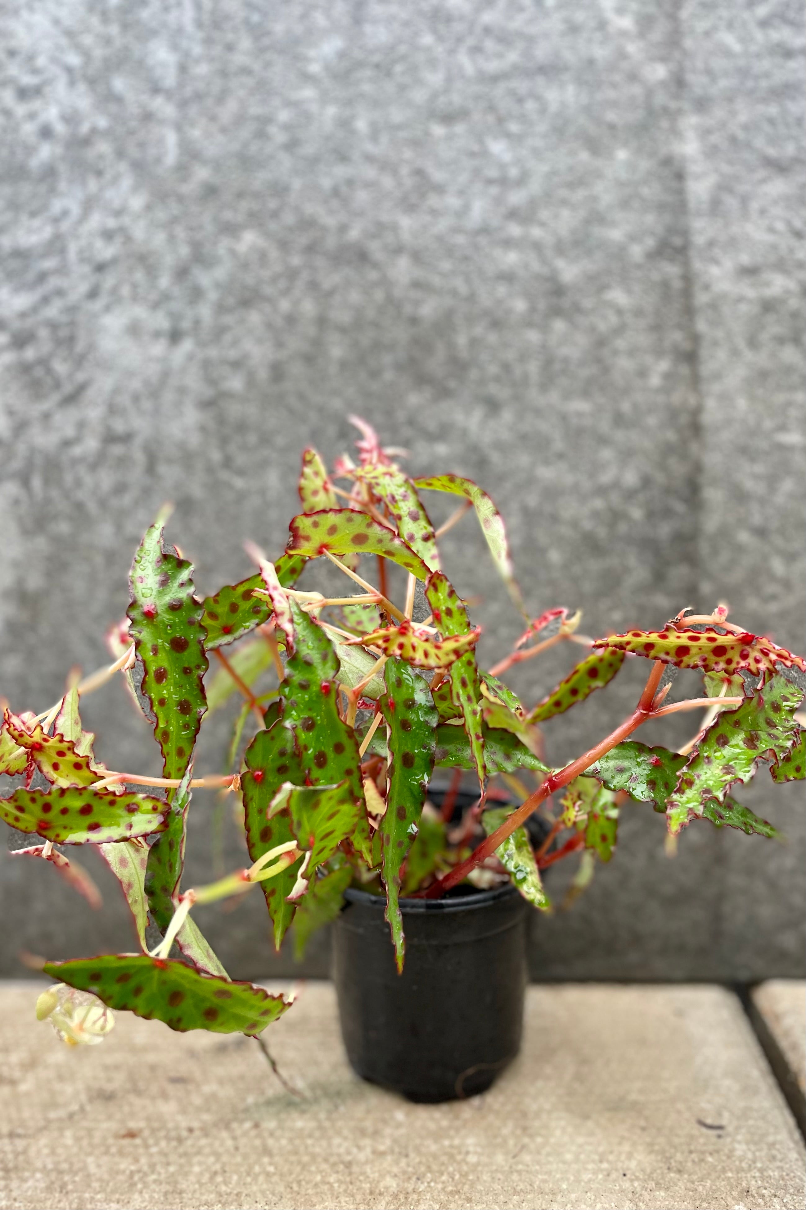 Begonia amphioxus 4" Rich text editor against a grey wall