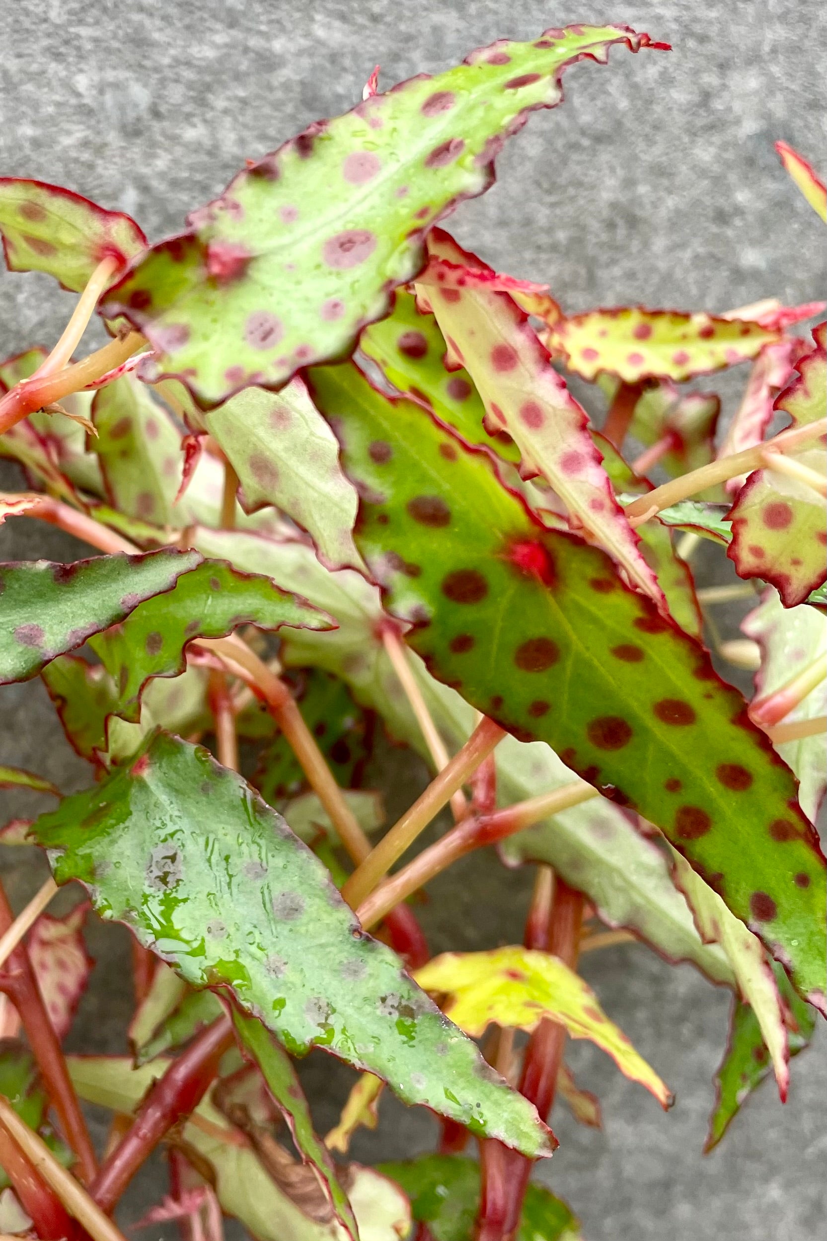 detail of Begonia amphioxus 4" Rich text editor against a grey wall