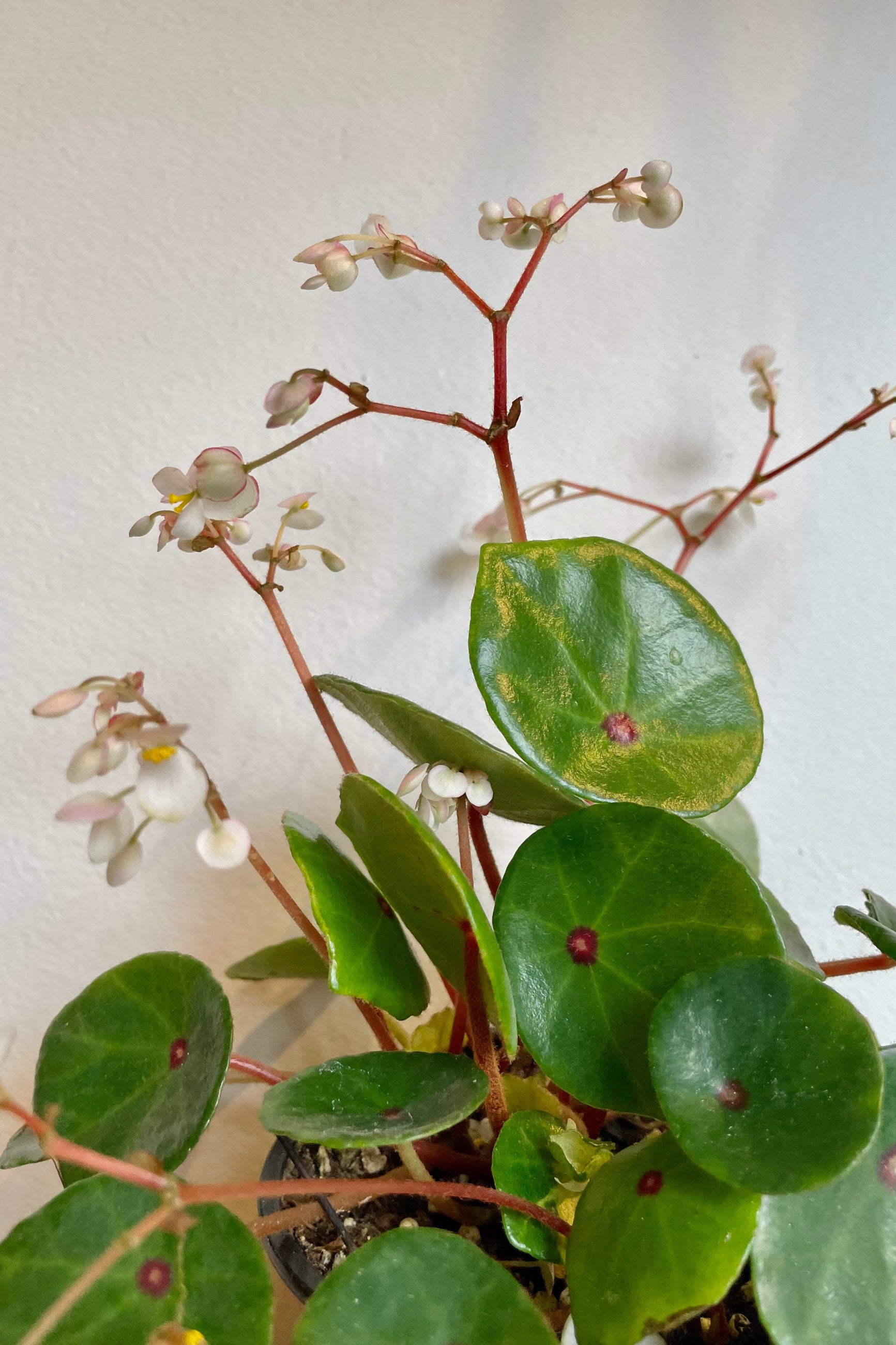 A detailed look at the foliage/flowers of the Begonia conchifolia 4" ©Sprout Home