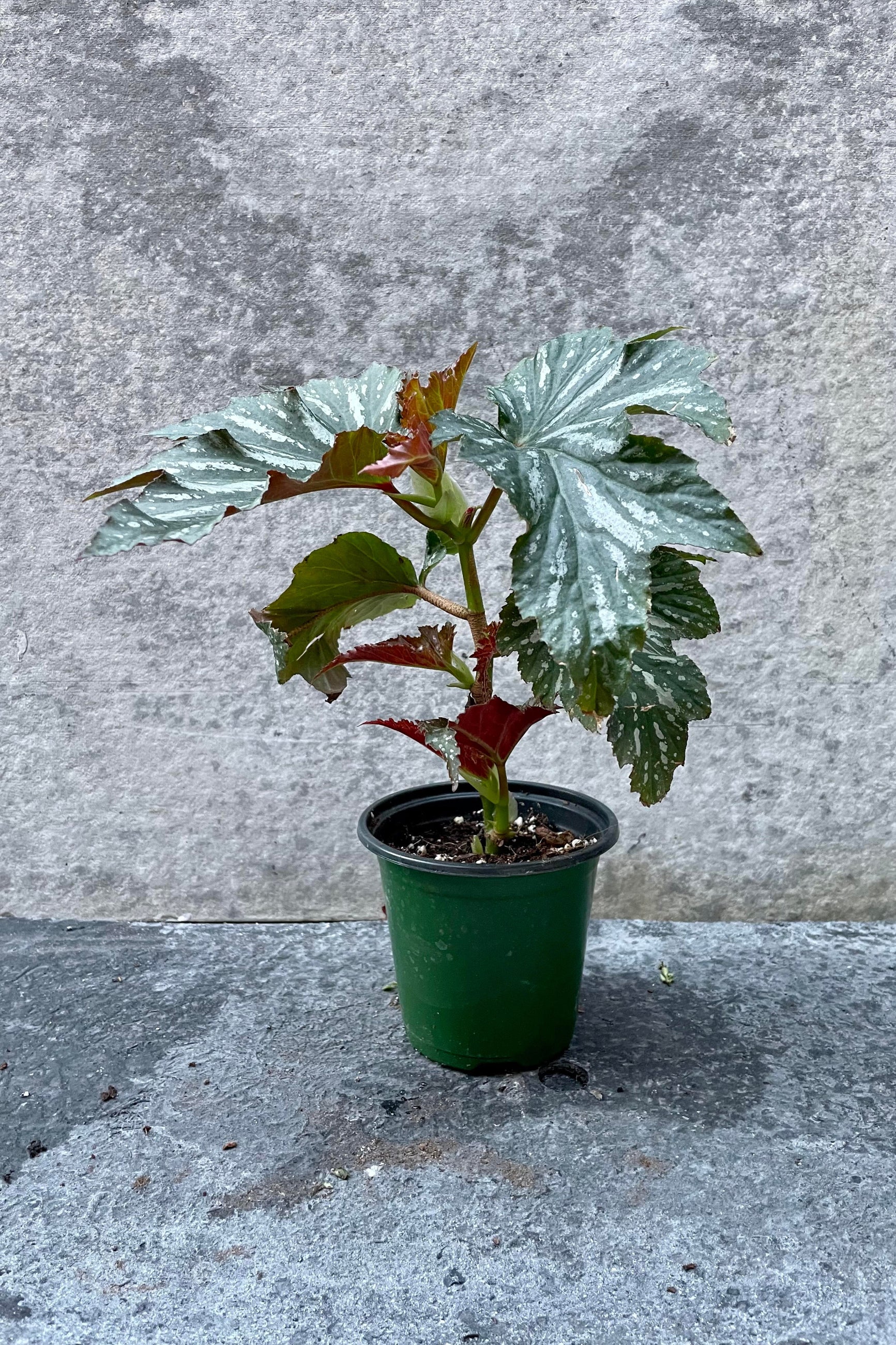 The Begonia x 'Lana' sits in its 4 inch growers pot against a grey backdrop. ©Sprout Home