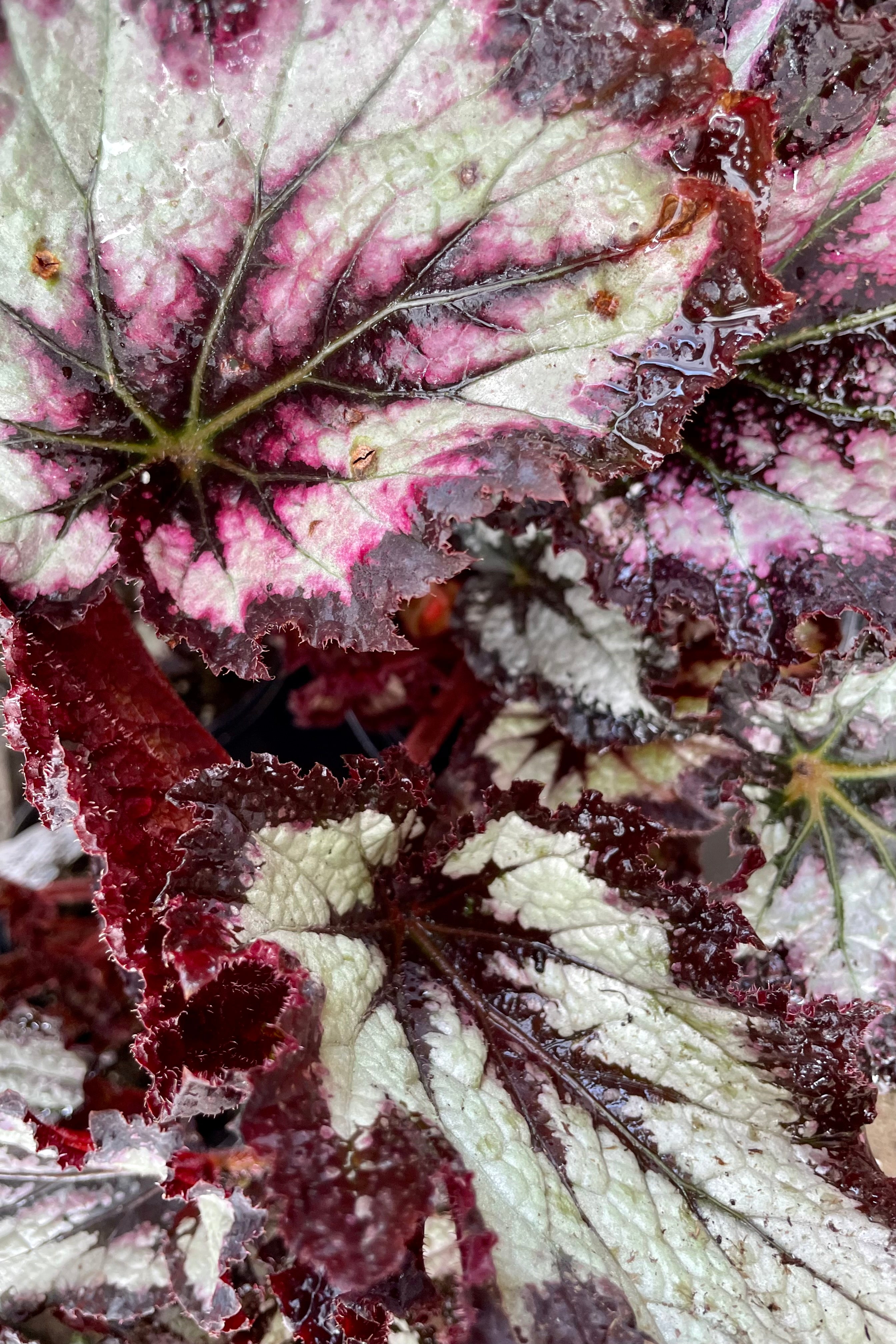 Detailed picture of the various cultivar leaves of Begonia Rex plants showing various shades of deep pink, burgundy and green on their jagged leaves.