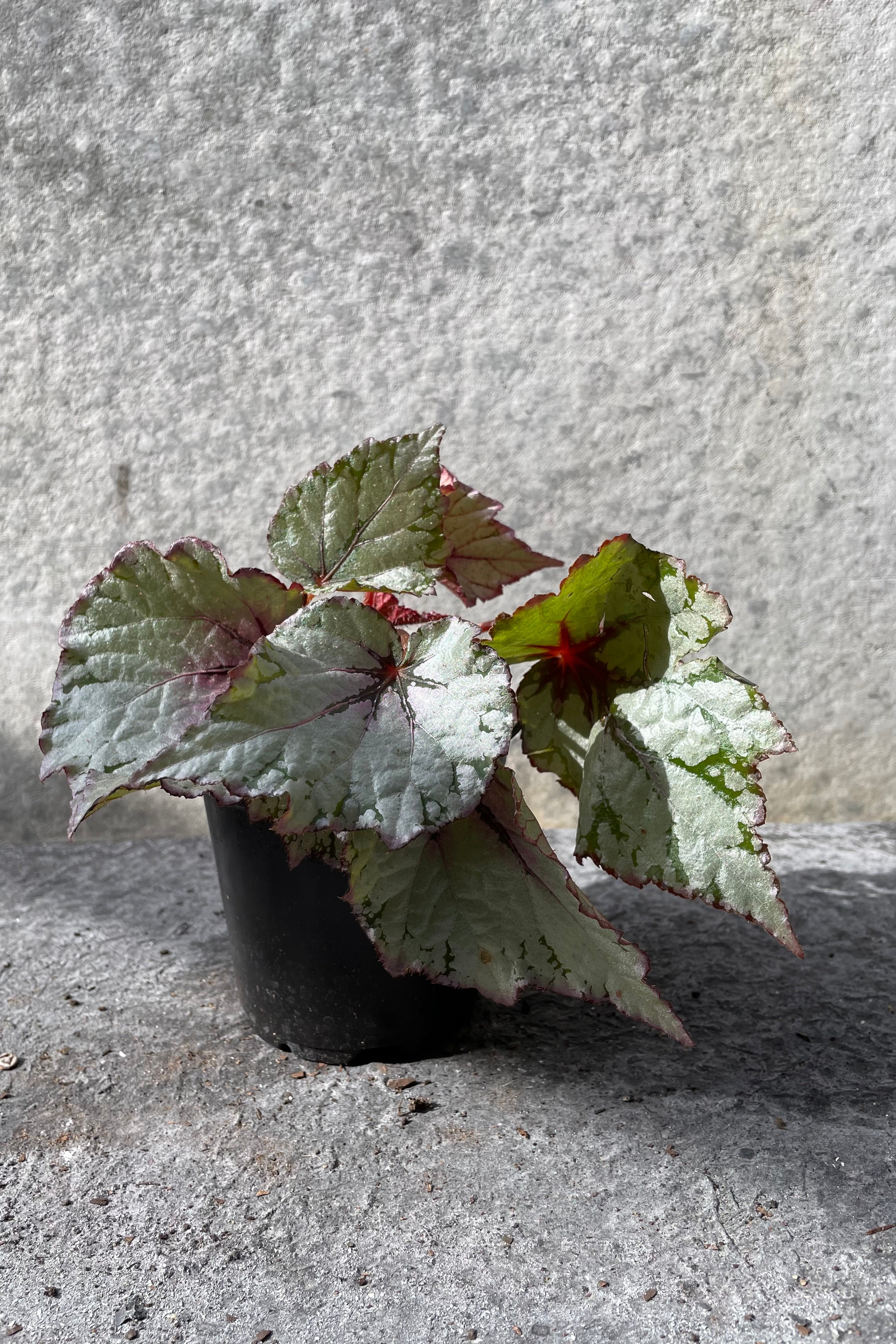 Begonia rex-cultorum in grow pot in front of grey background