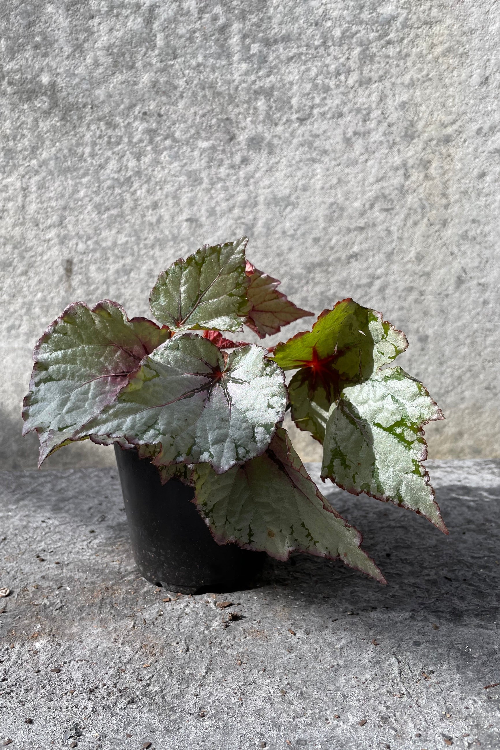 Begonia rex-cultorum in grow pot in front of grey background ©Sprout Home