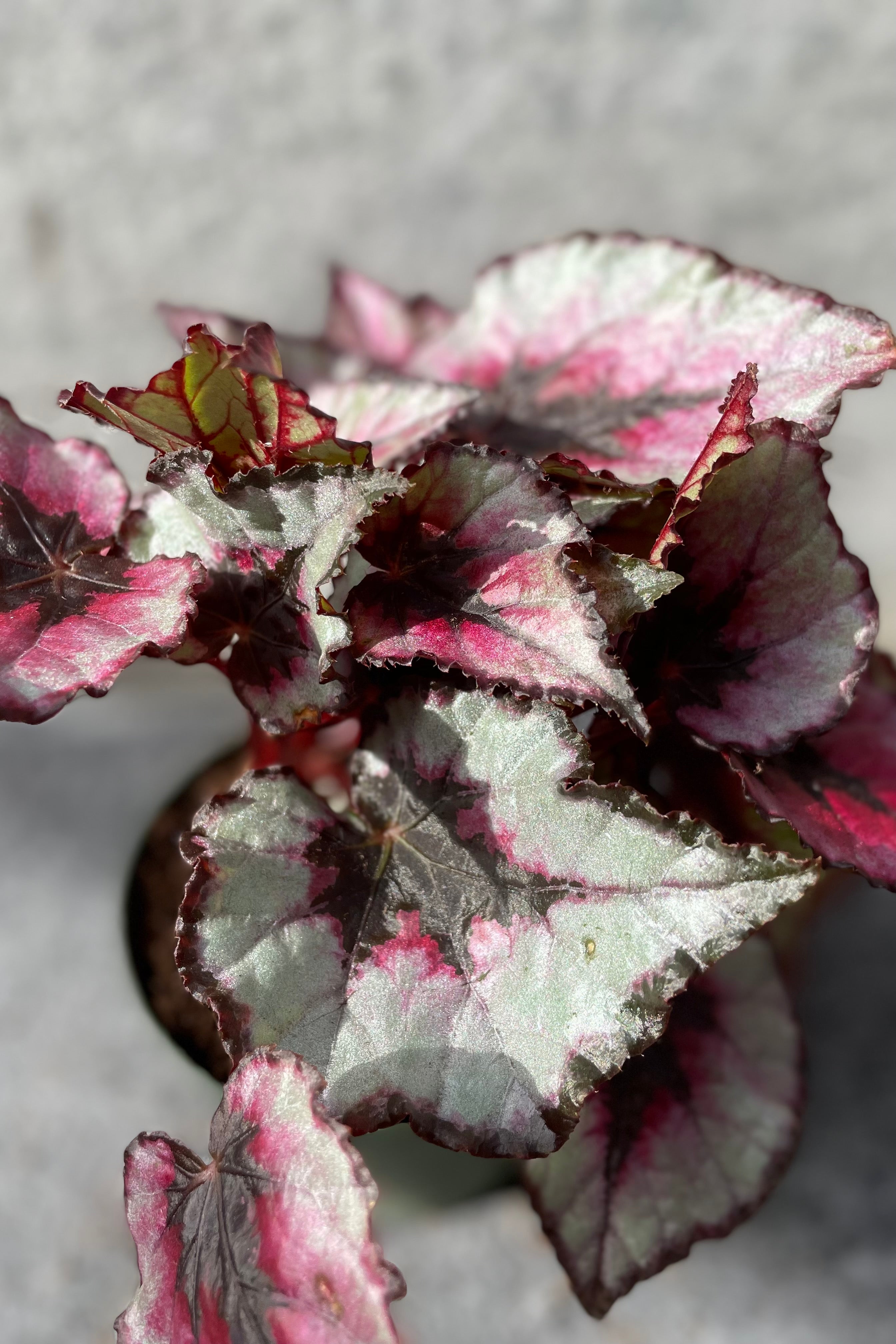 Close up of pink and grey-green Begonia rex-cultorum leaves