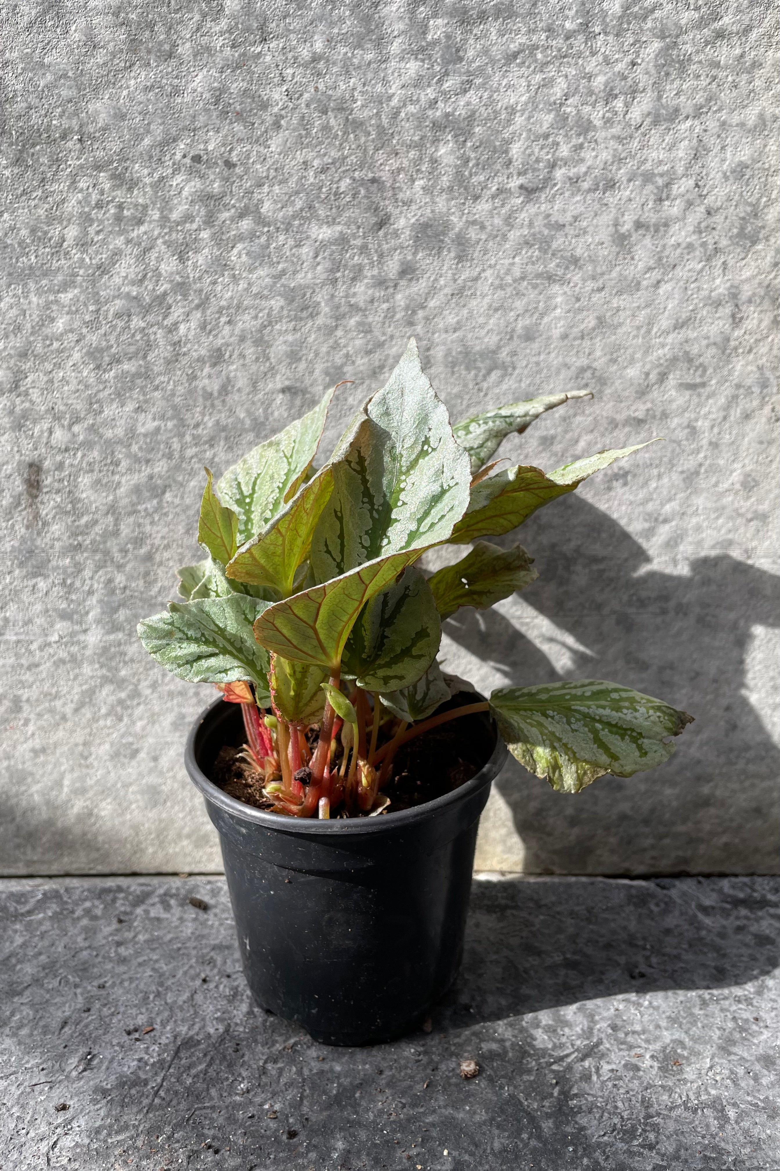 Begonia rex-cultorum in grow pot in front of grey background
