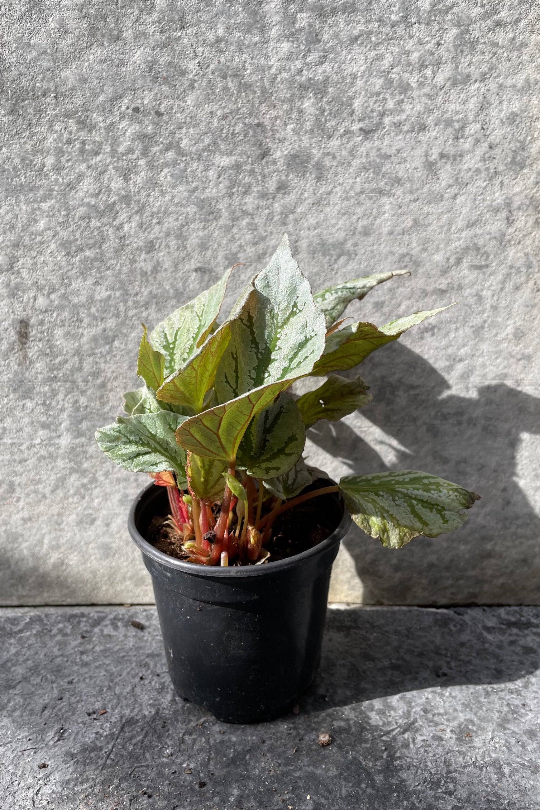 Begonia rex-cultorum in grow pot in front of grey background ©Sprout Home