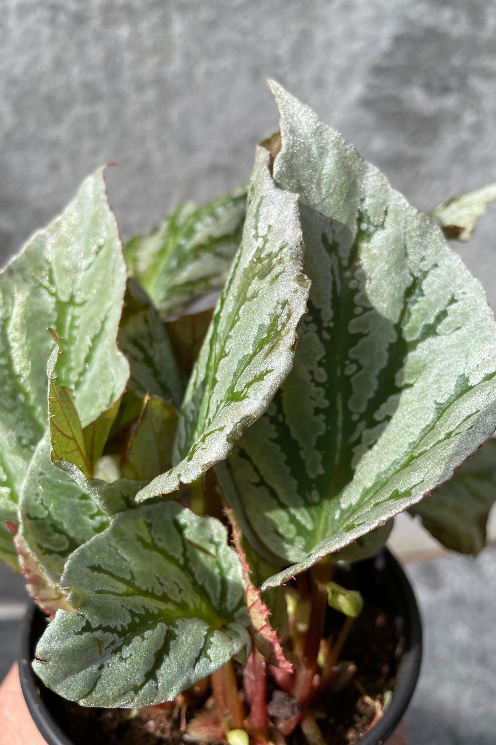 Close up of green and pale green Begonia rex-cultorum leaves ©Sprout Home