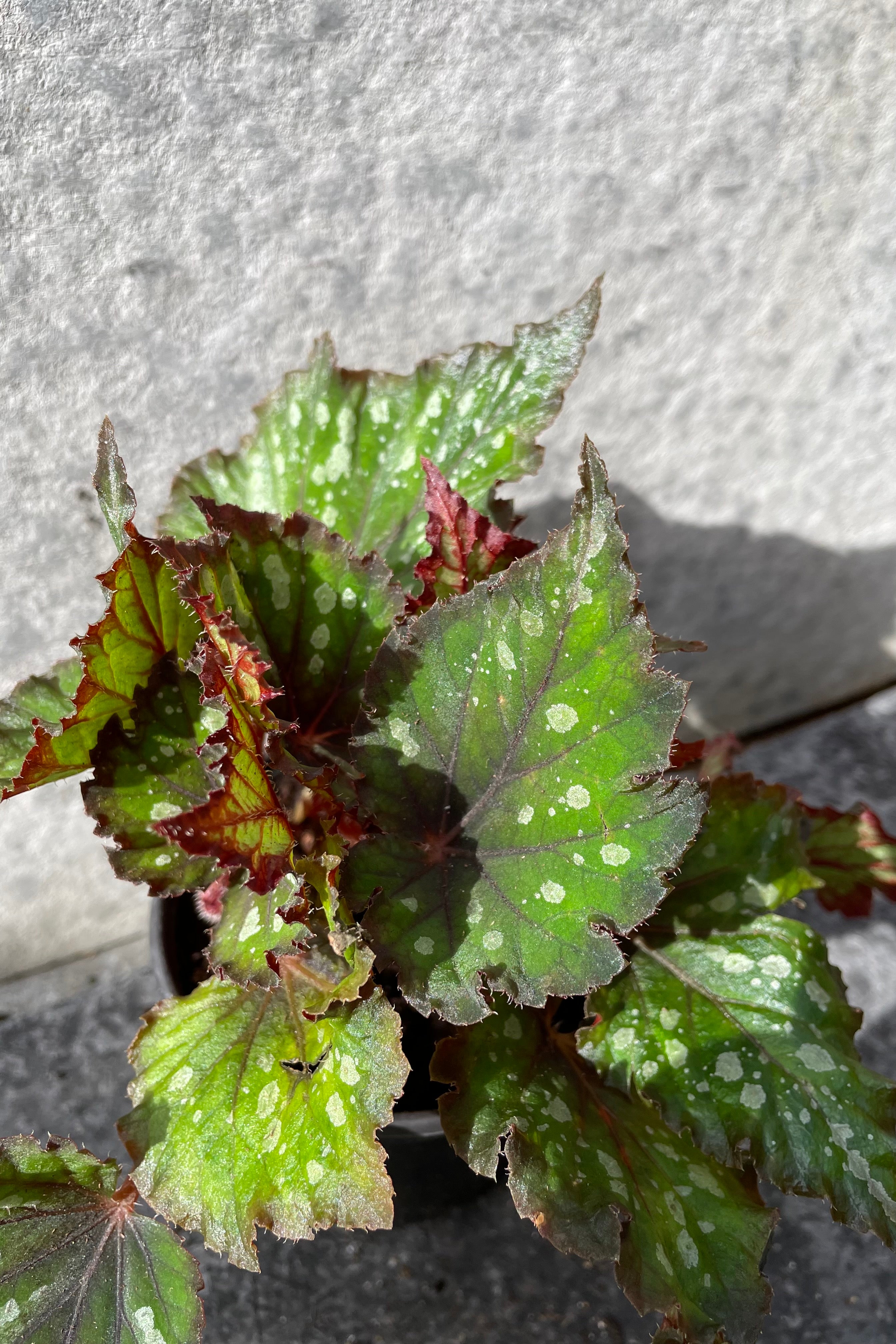 Close up of green and red Begonia rex-cultorum leaves with white dots