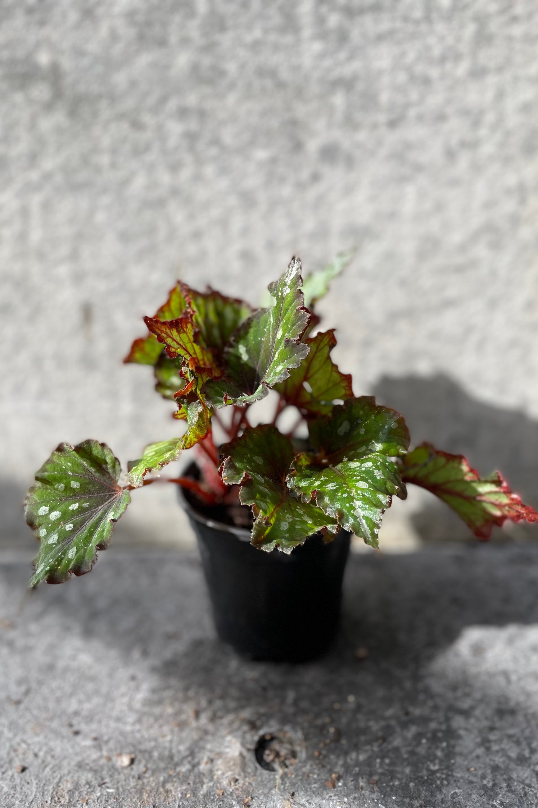 Begonia rex-cultorum in grow pot in front of grey background ©Sprout Home