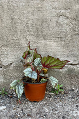 Begonia rex-cultorum 5" orange growers pot with against a grey wall
