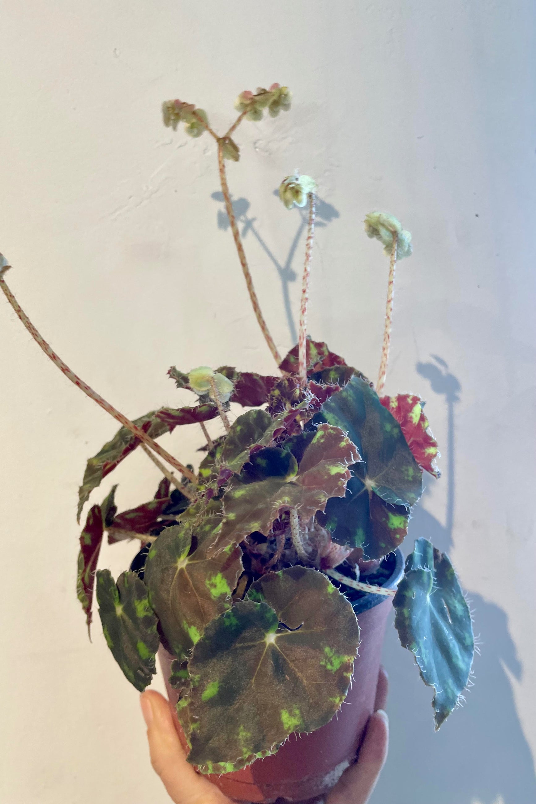 A white flowering rex begonia with dark brown leaves with green spots show up close being held against a white wall ©Sprout Home